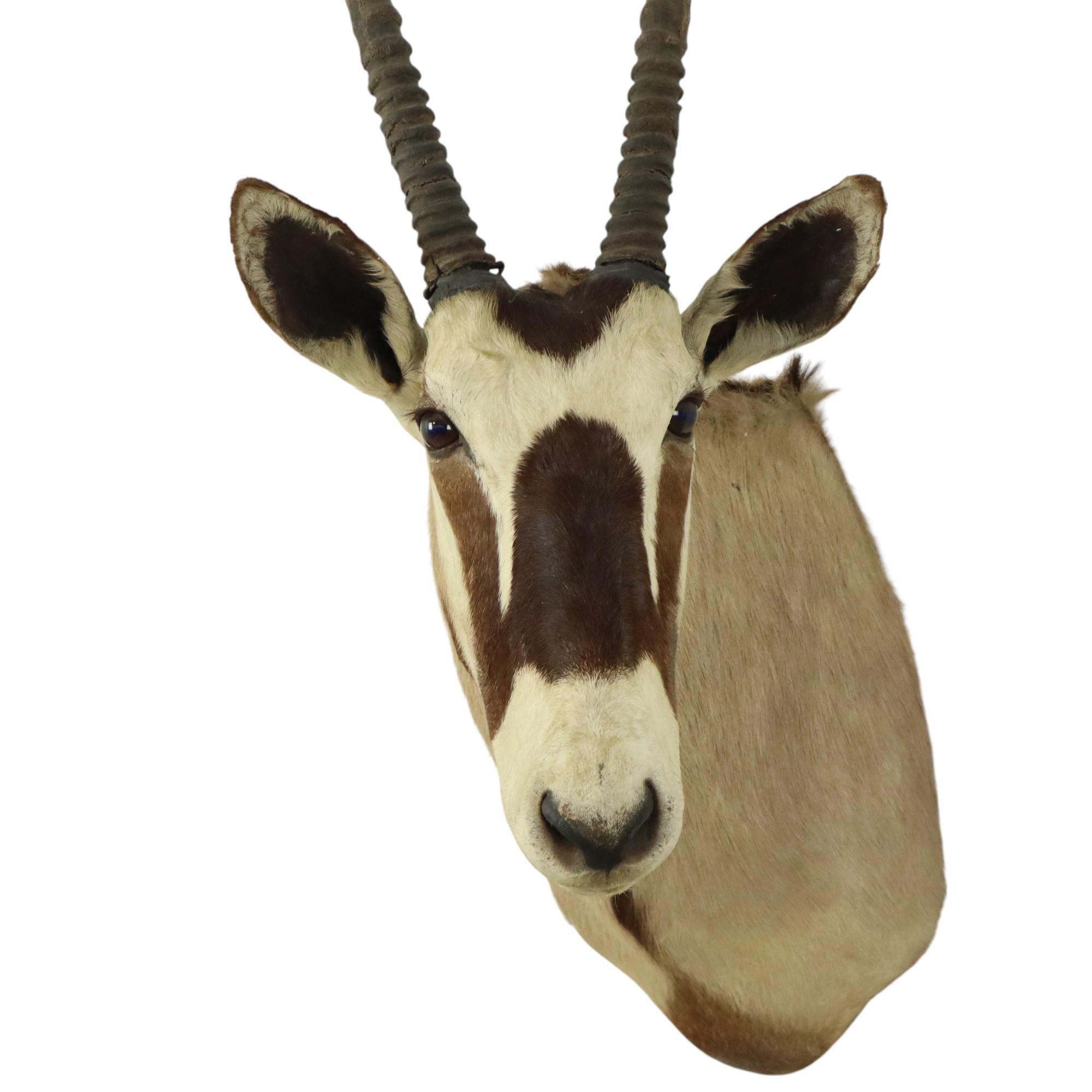 Magnifique taxidermie ancienne Antelope Gemsbok montée en vente 12