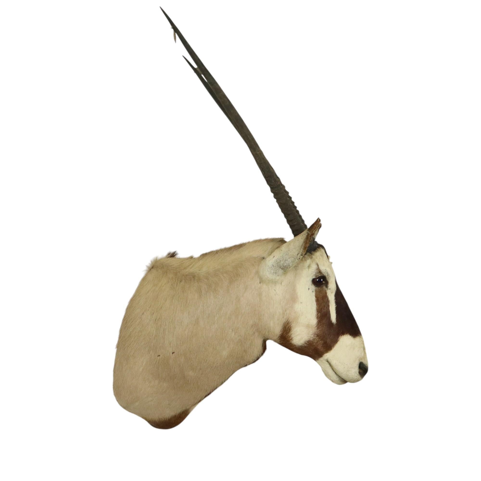 Magnifique et très impressionnant buste d'antilope oryx monté avec des yeux en verre et des cornes amovibles, plus connu sous le nom de gemsbok ou gazelle oryx, antilope emblématique que l'on trouve principalement en Afrique du Sud. Ils sont très