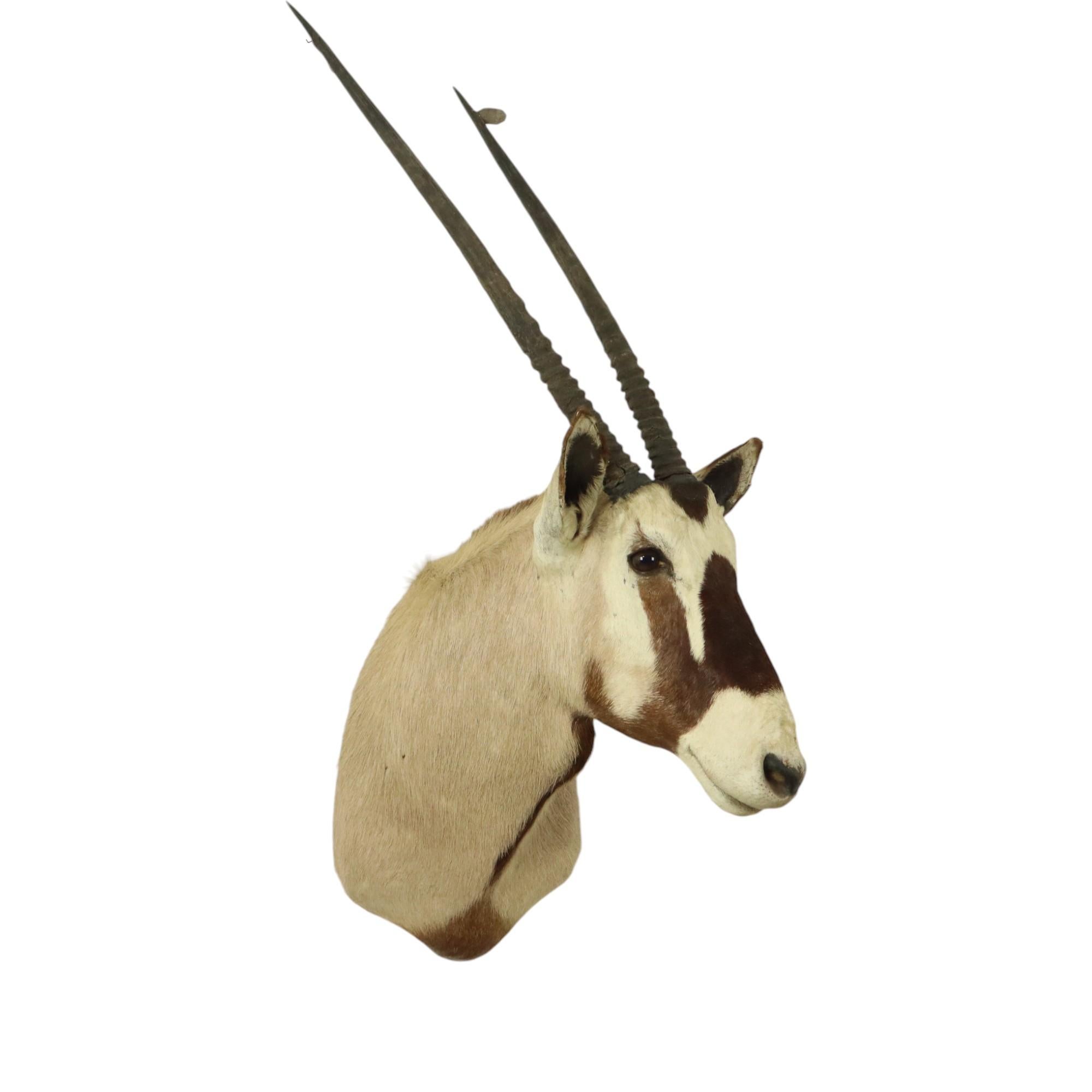 Magnifique taxidermie ancienne Antelope Gemsbok montée en vente 14