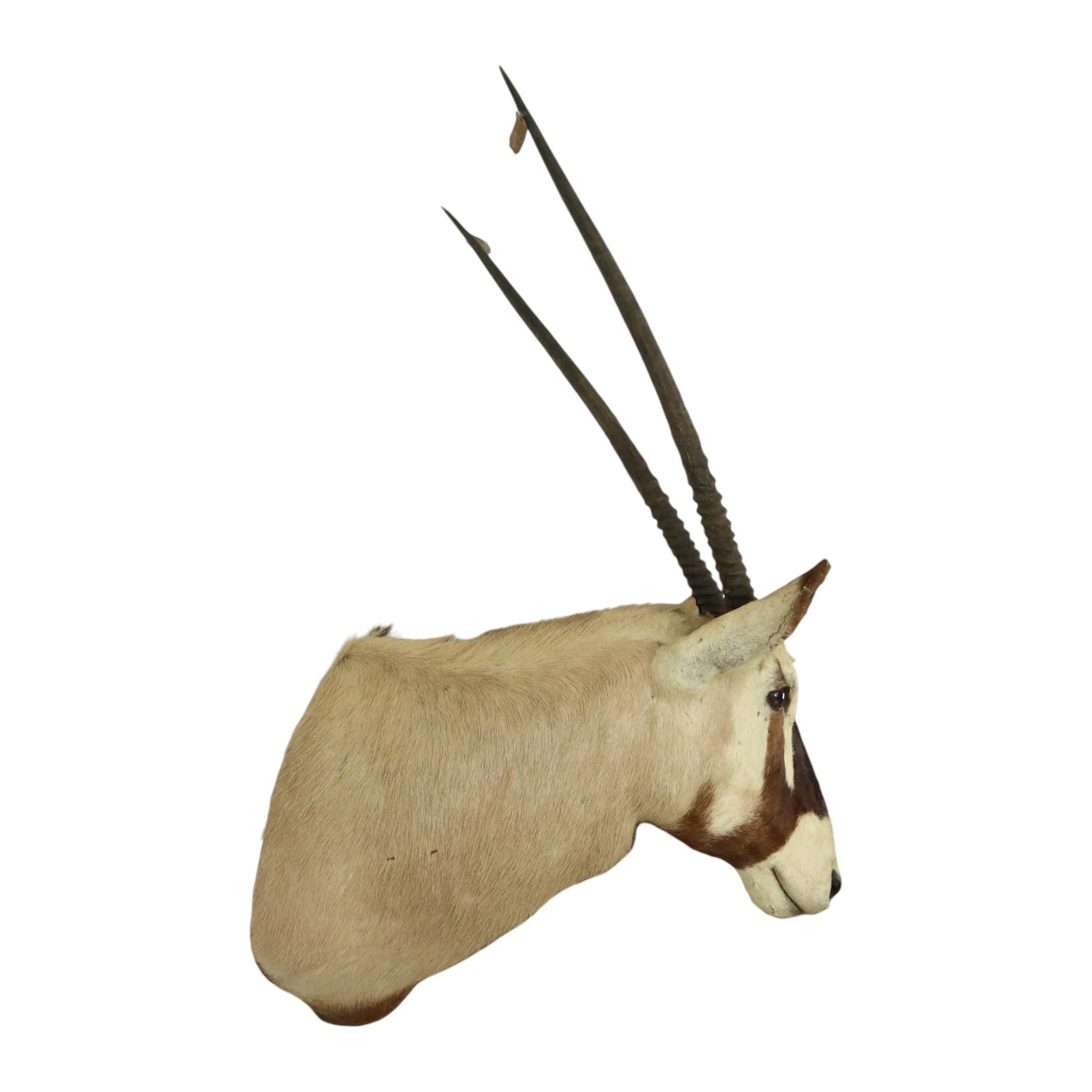 Européen Magnifique taxidermie ancienne Antelope Gemsbok montée en vente