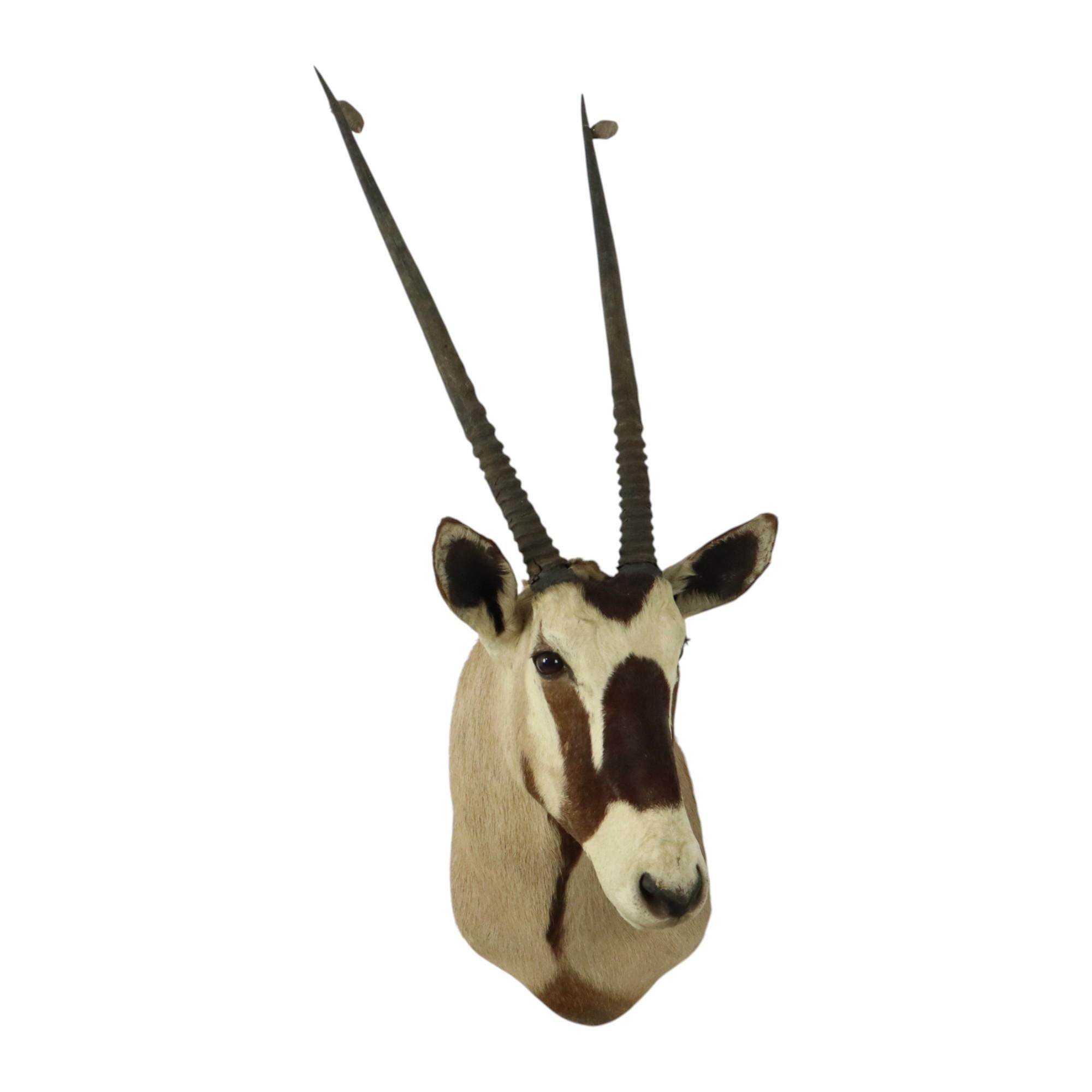 Magnifique taxidermie ancienne Antelope Gemsbok montée Bon état - En vente à Poperinge, BE