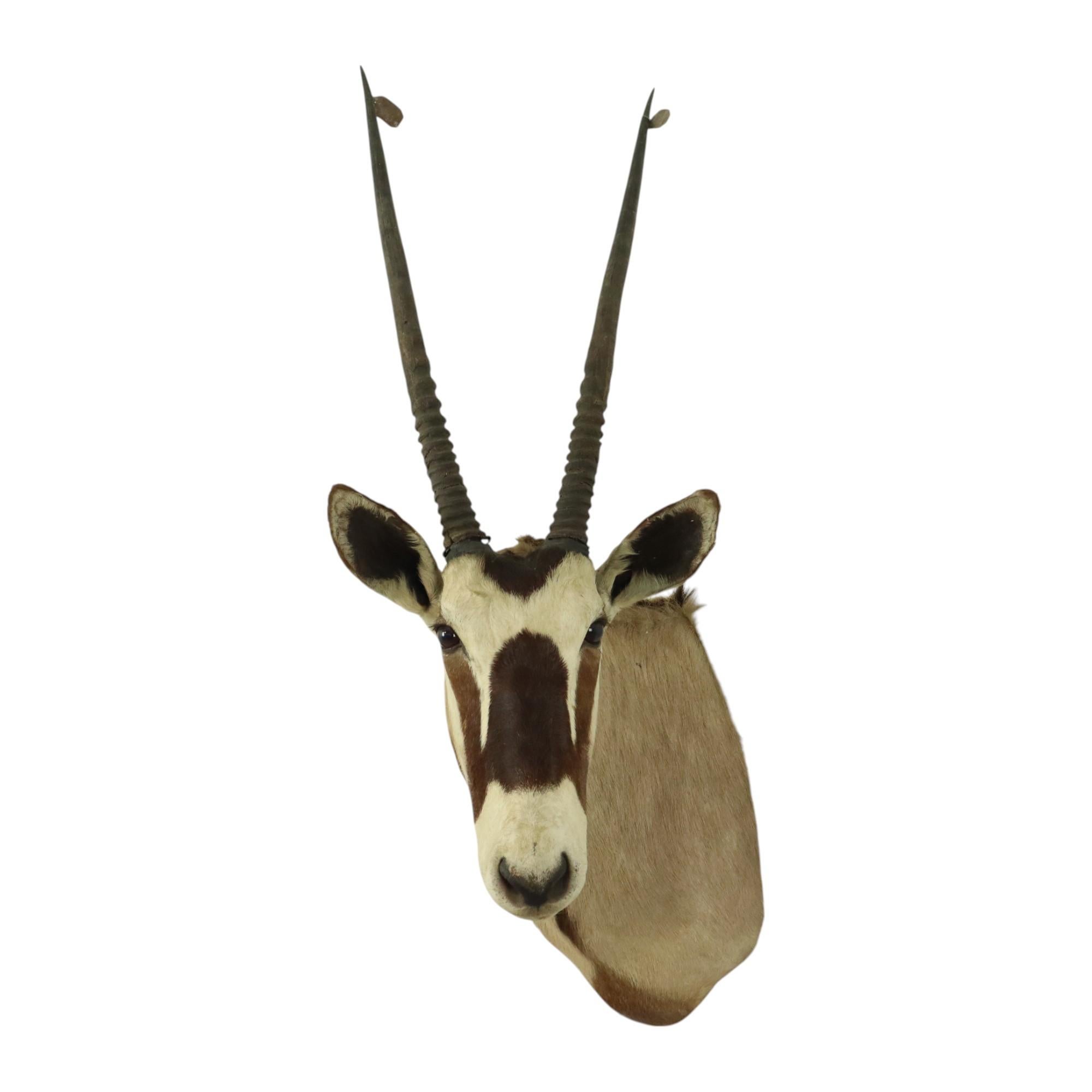 20ième siècle Magnifique taxidermie ancienne Antelope Gemsbok montée en vente