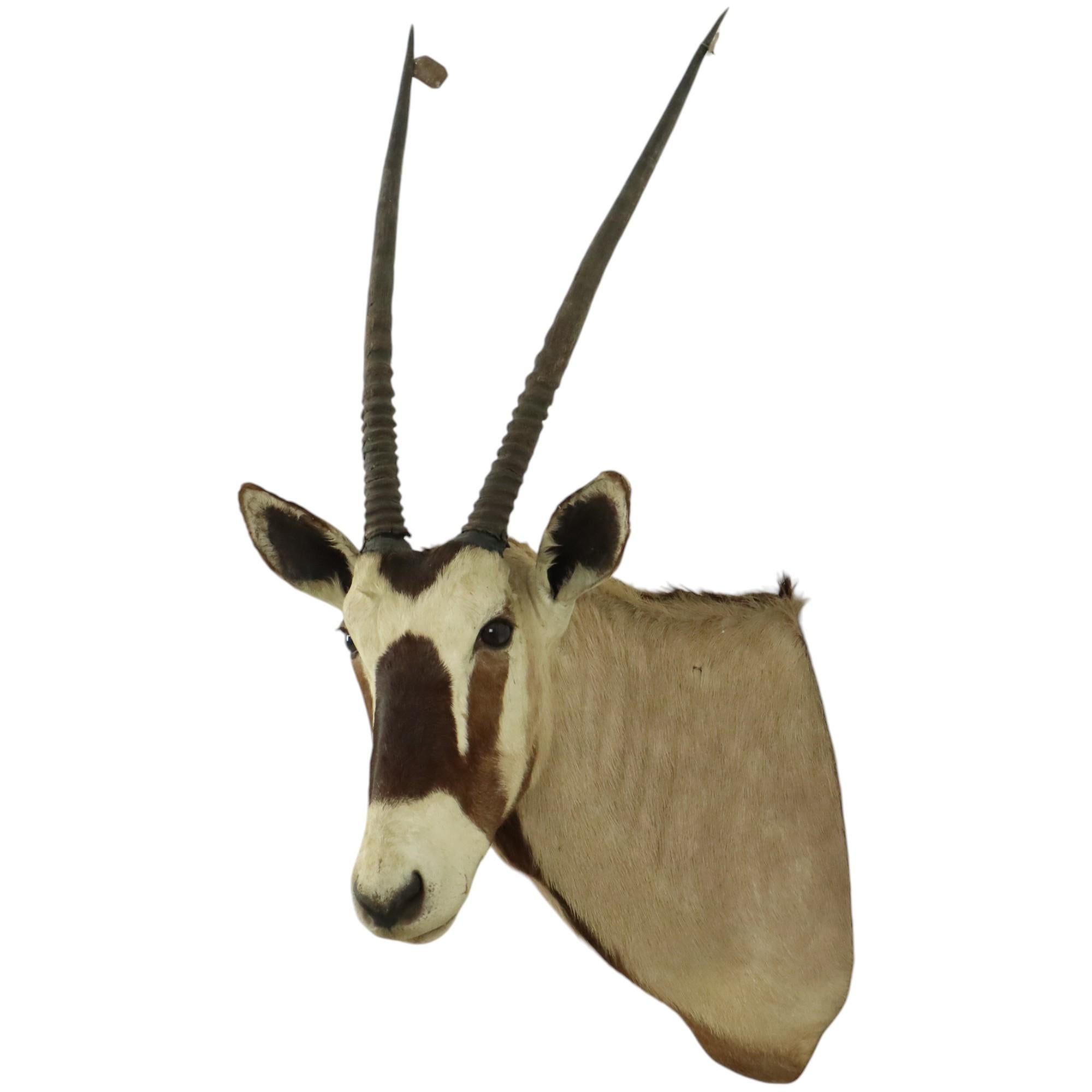Peau d'animal Magnifique taxidermie ancienne Antelope Gemsbok montée en vente