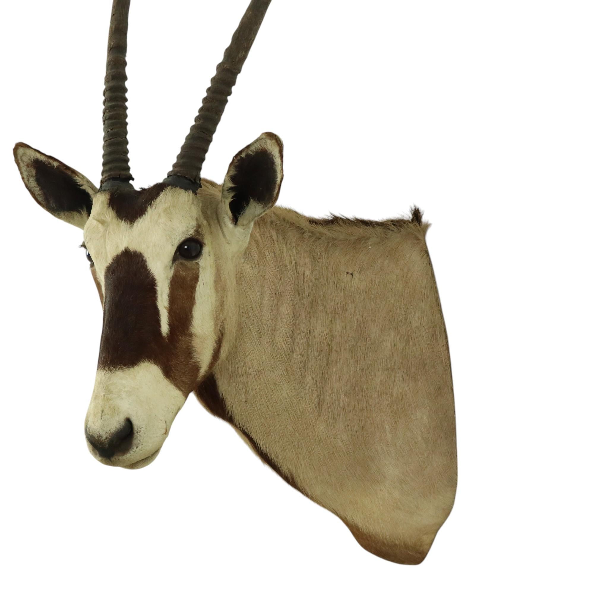 Magnifique taxidermie ancienne Antelope Gemsbok montée en vente 1