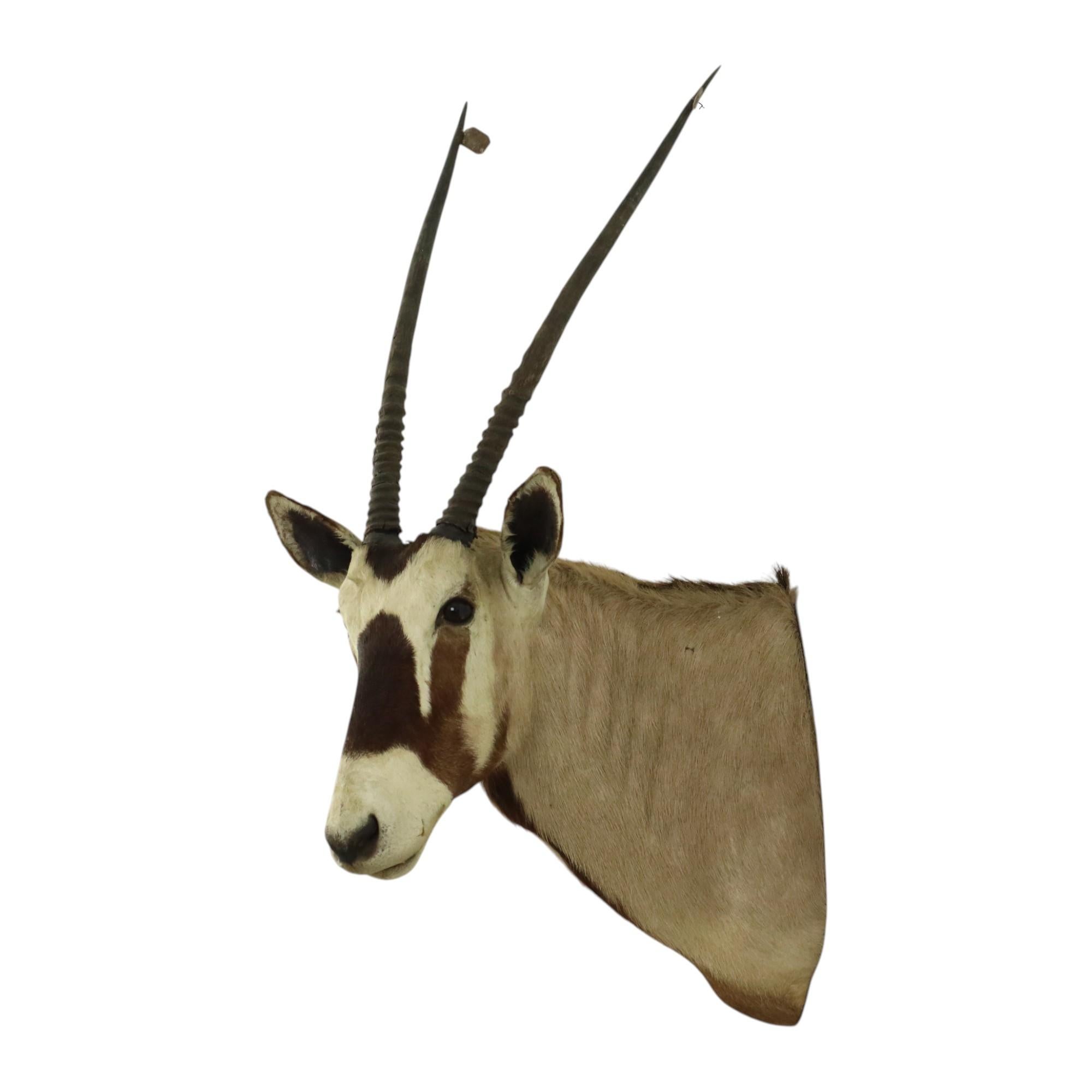 Magnifique taxidermie ancienne Antelope Gemsbok montée en vente 2