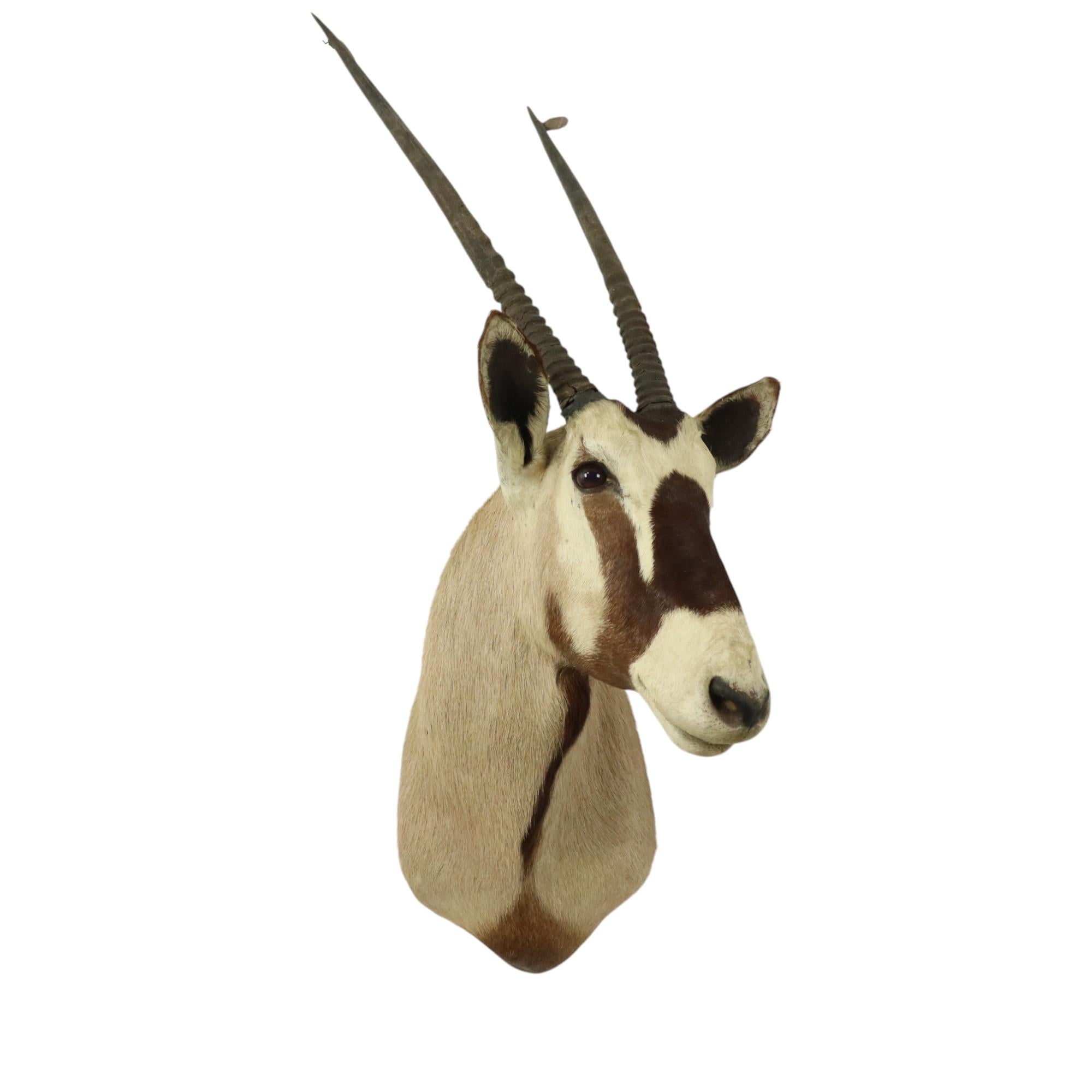 Magnifique taxidermie ancienne Antelope Gemsbok montée en vente 3