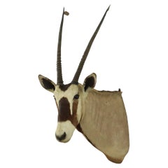Preciosa Taxidermia Vintage Montada Antílope Oryx Gemsbok