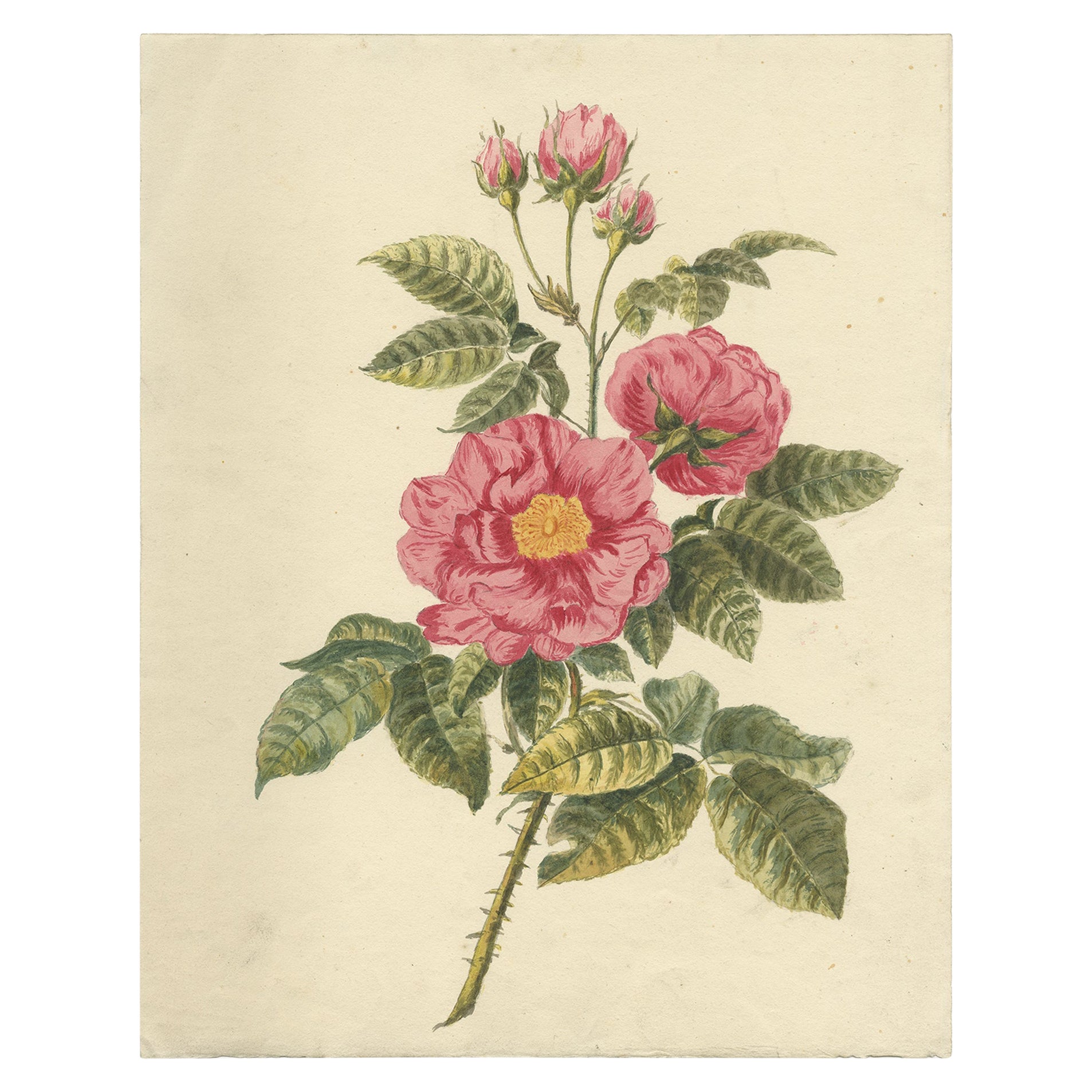 Schönes Aquarell mit Rosen eines unbekannten Künstlers, um 1880