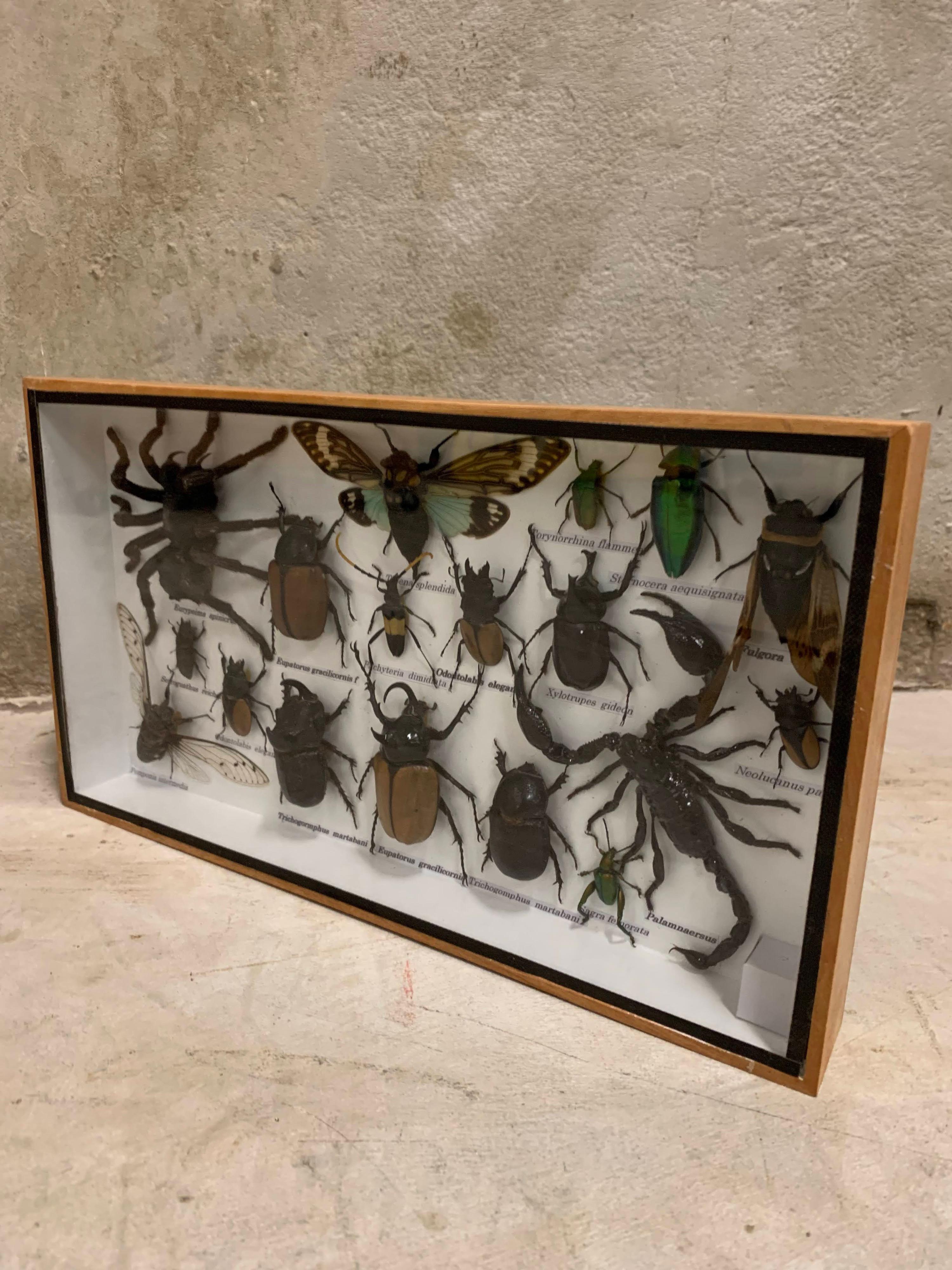 Beautiful Wooden Box or Display Case Full of Exotic Insects, Taxidermy 3