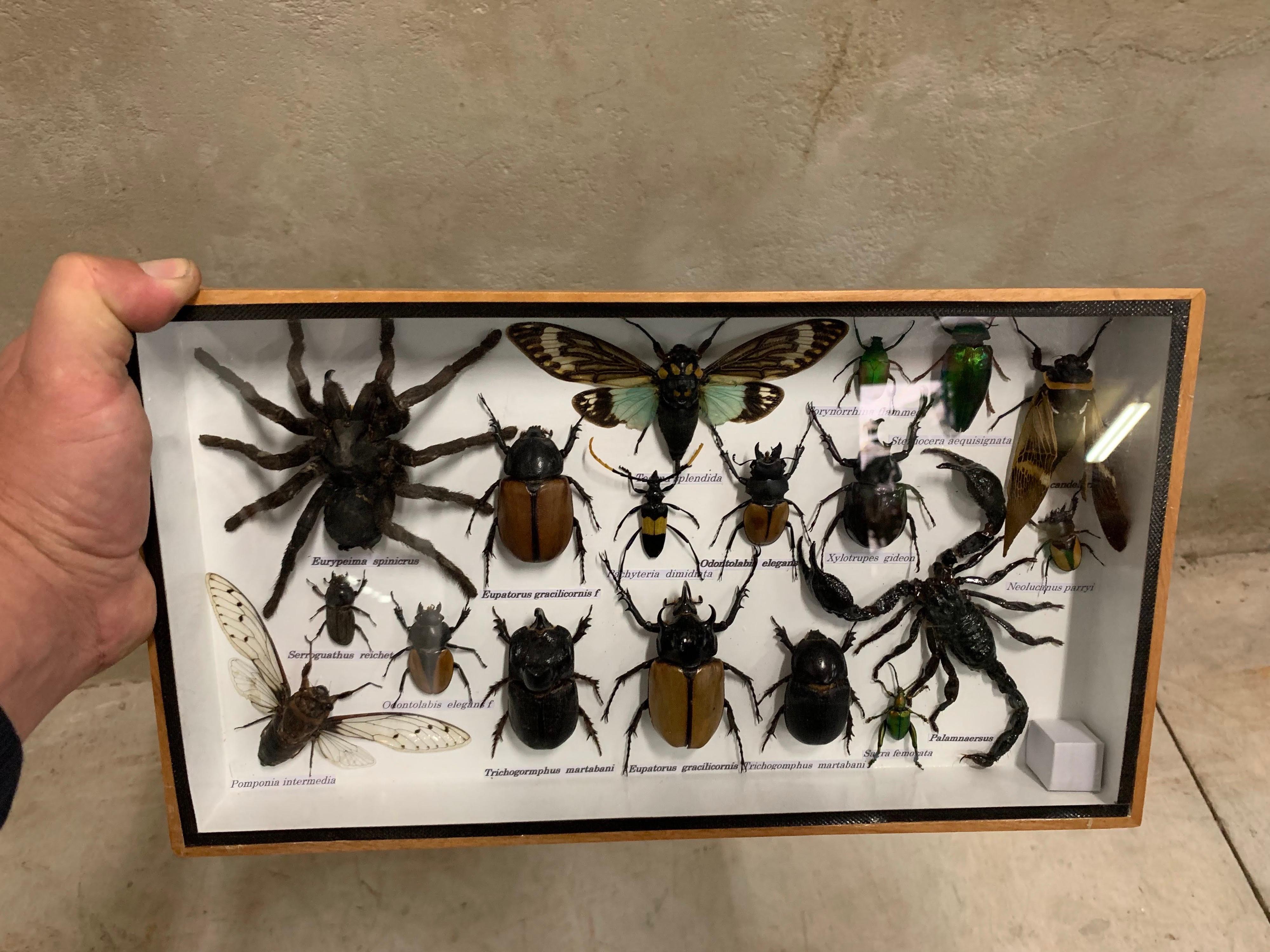 Beautiful Wooden Box or Display Case Full of Exotic Insects, Taxidermy 4