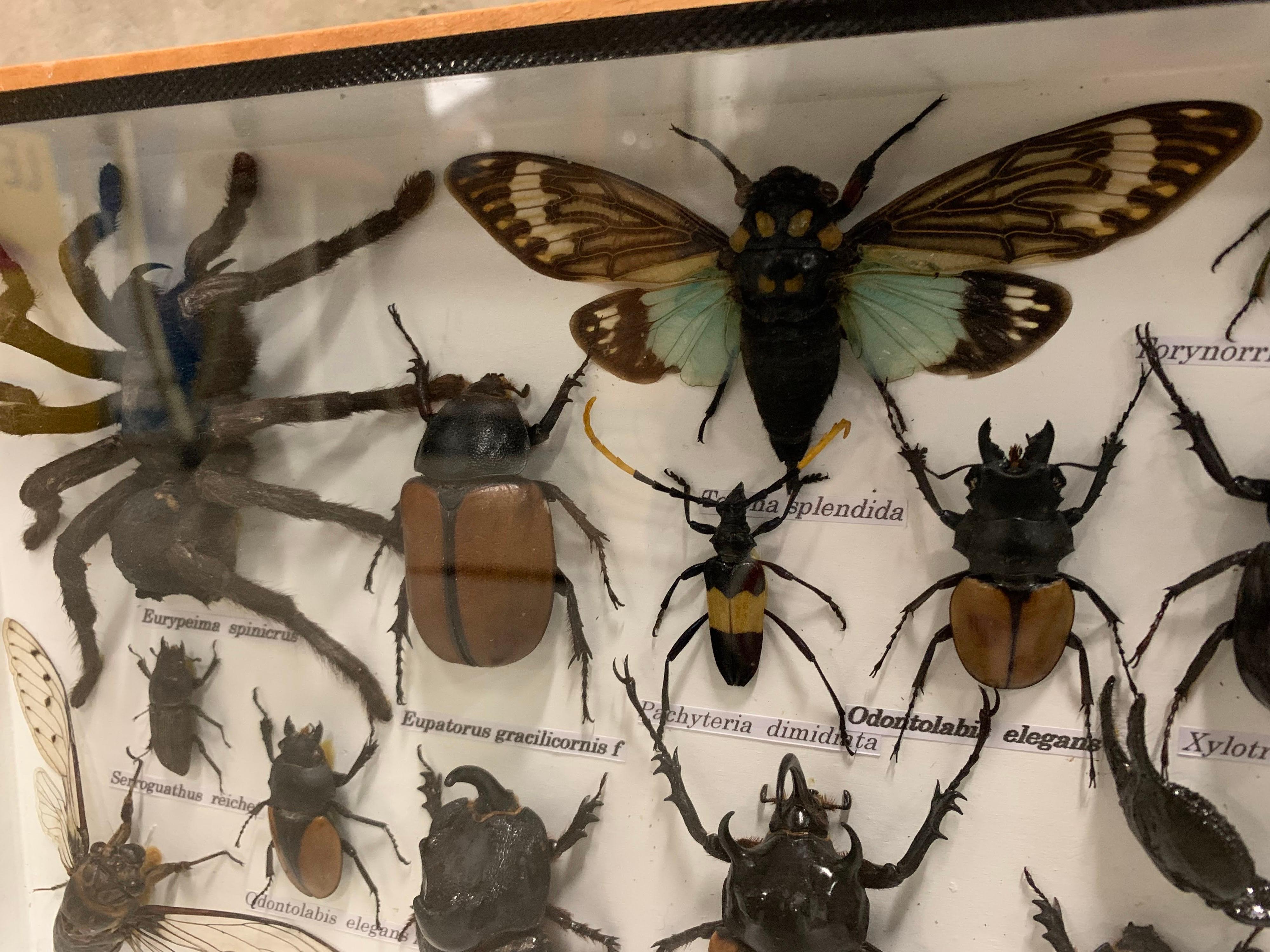 Beautiful wooden box or display case full of exotic insects! large specimens with Latin names. They are under glass and no longer bite, the tarantula is already about 11 cm can you estimate the rest a bit.

Measures: 35.5 x 20.5 x 4 cm.