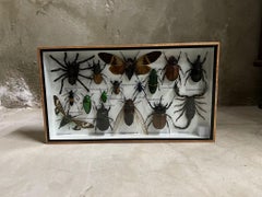 Beautiful Wooden Box or Display Case Full of Exotic Insects, Taxidermy