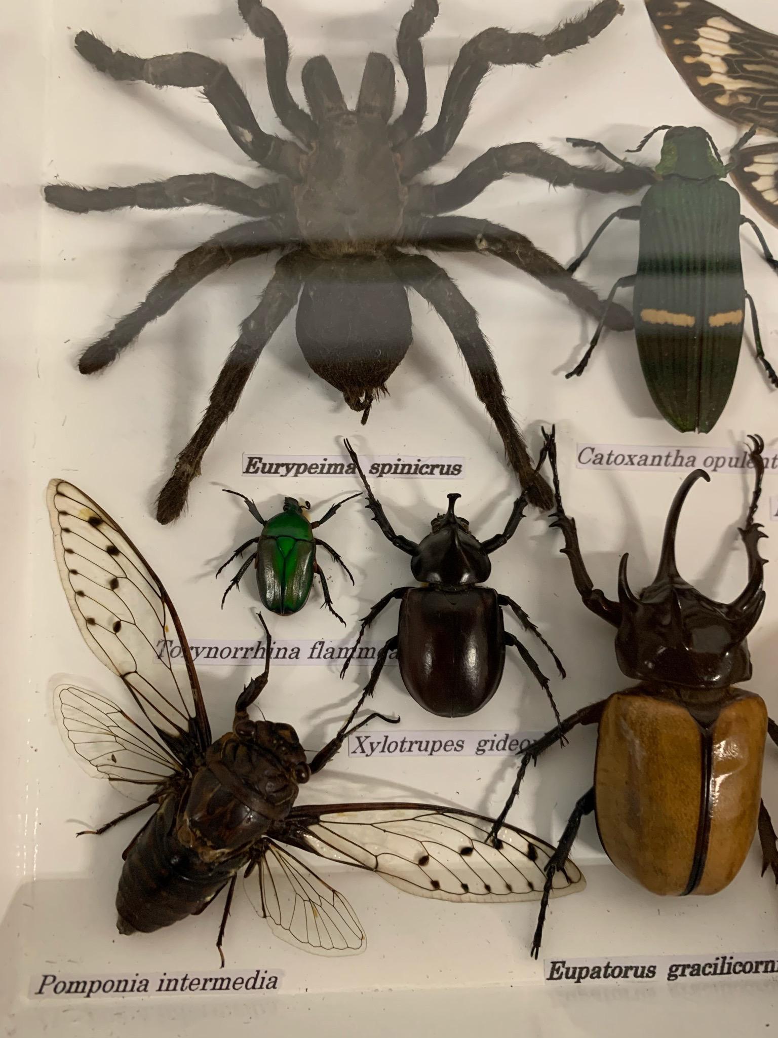 Beautiful wooden box or display case full of exotic insects! large specimens with Latin names. They are under glass and no longer bite, the tarantula is already about 11 cm can you estimate the rest a bit.

Measures: 35.5 x 20.5 x 4 cm.