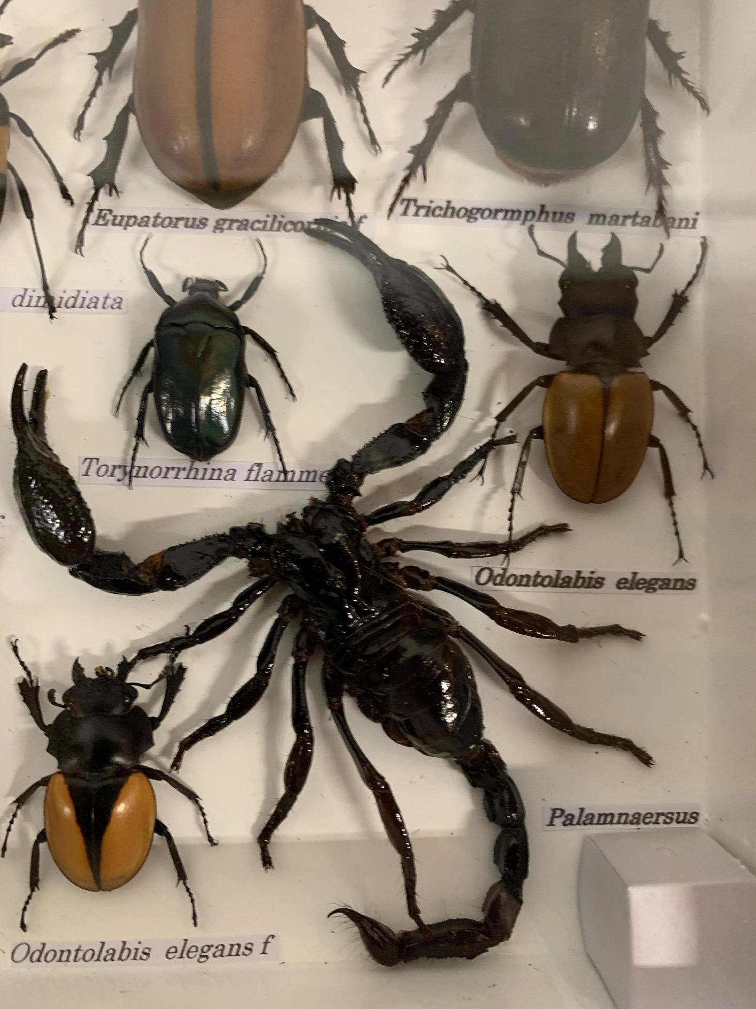 insect display case