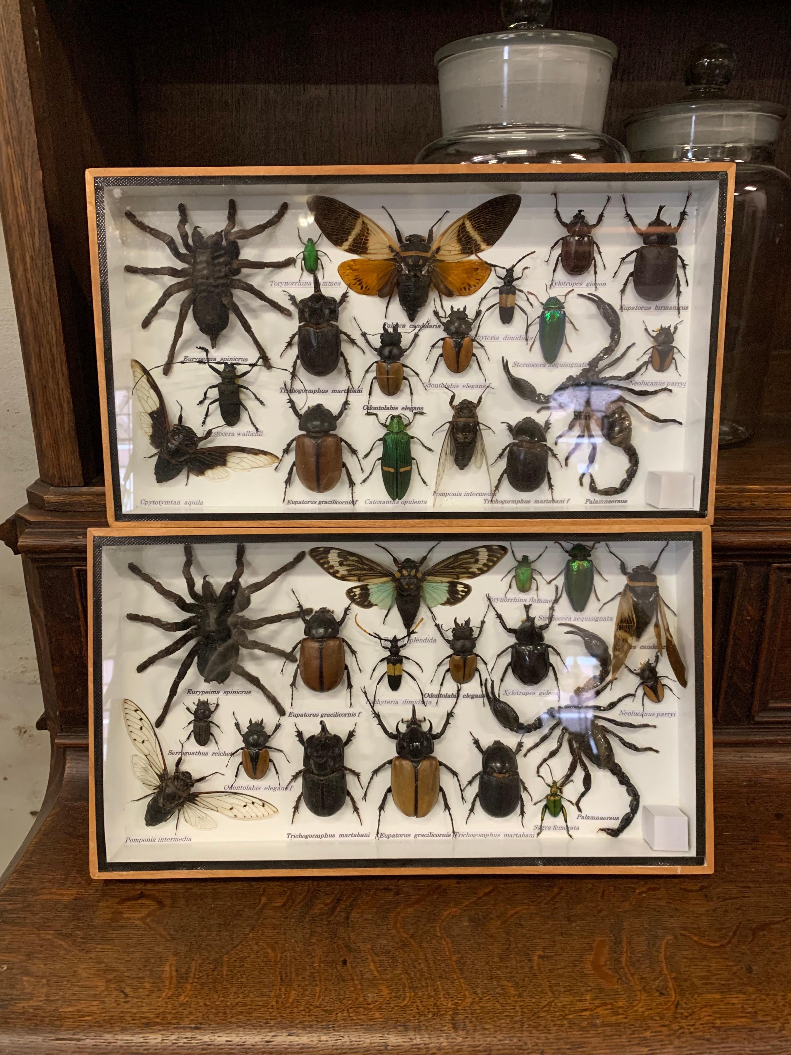 Other Beautiful Wooden Box or Display Case Full of Exotic Insects, Taxidermy