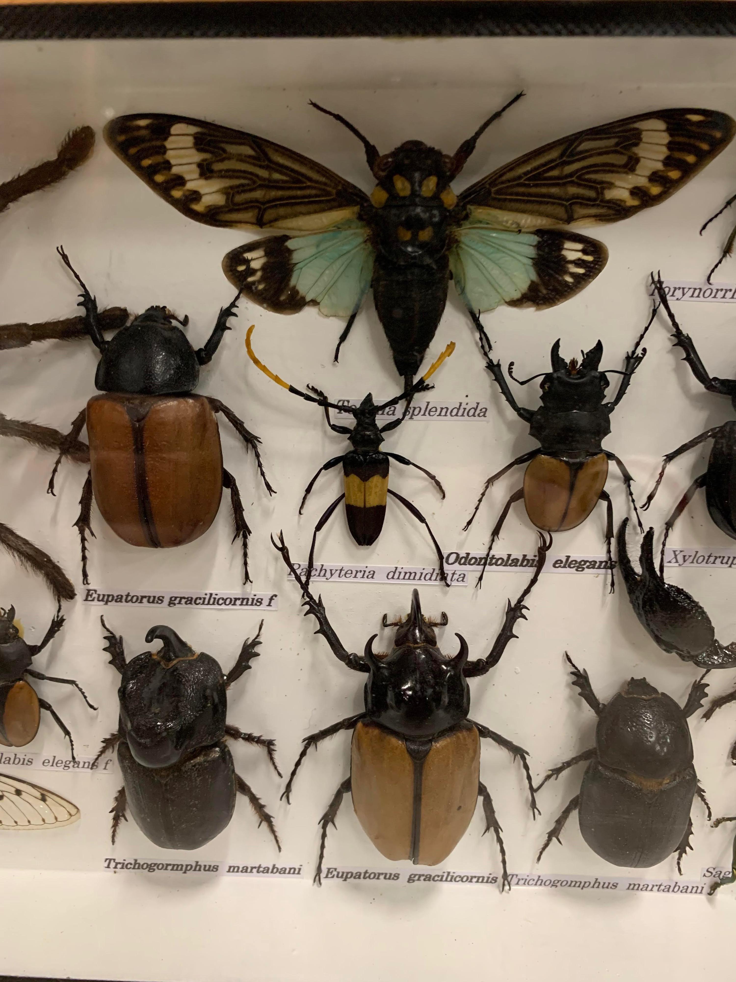 bug collection display