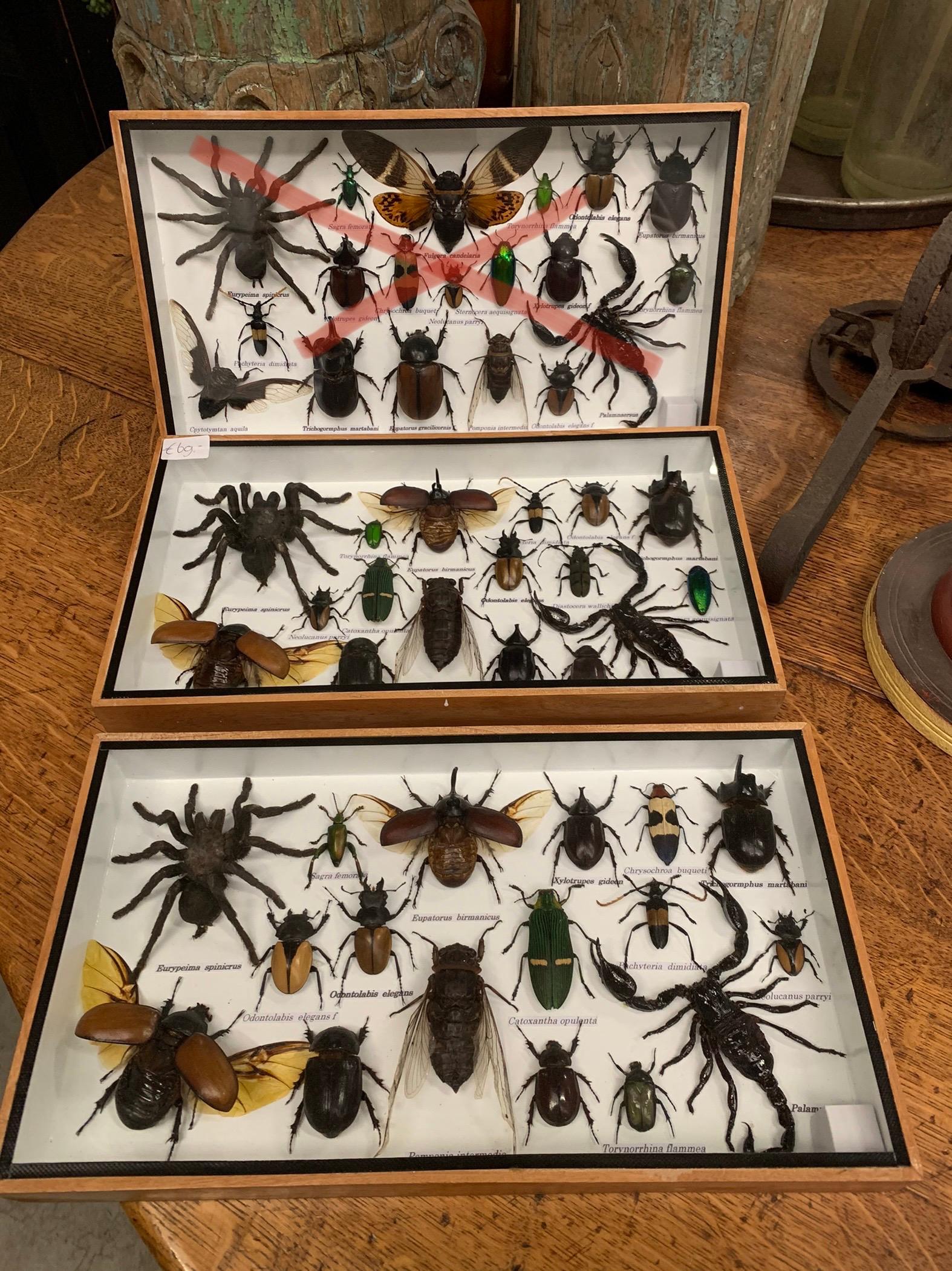 Thai Beautiful Wooden Box or Display Case Full of Exotic Insects, Taxidermy
