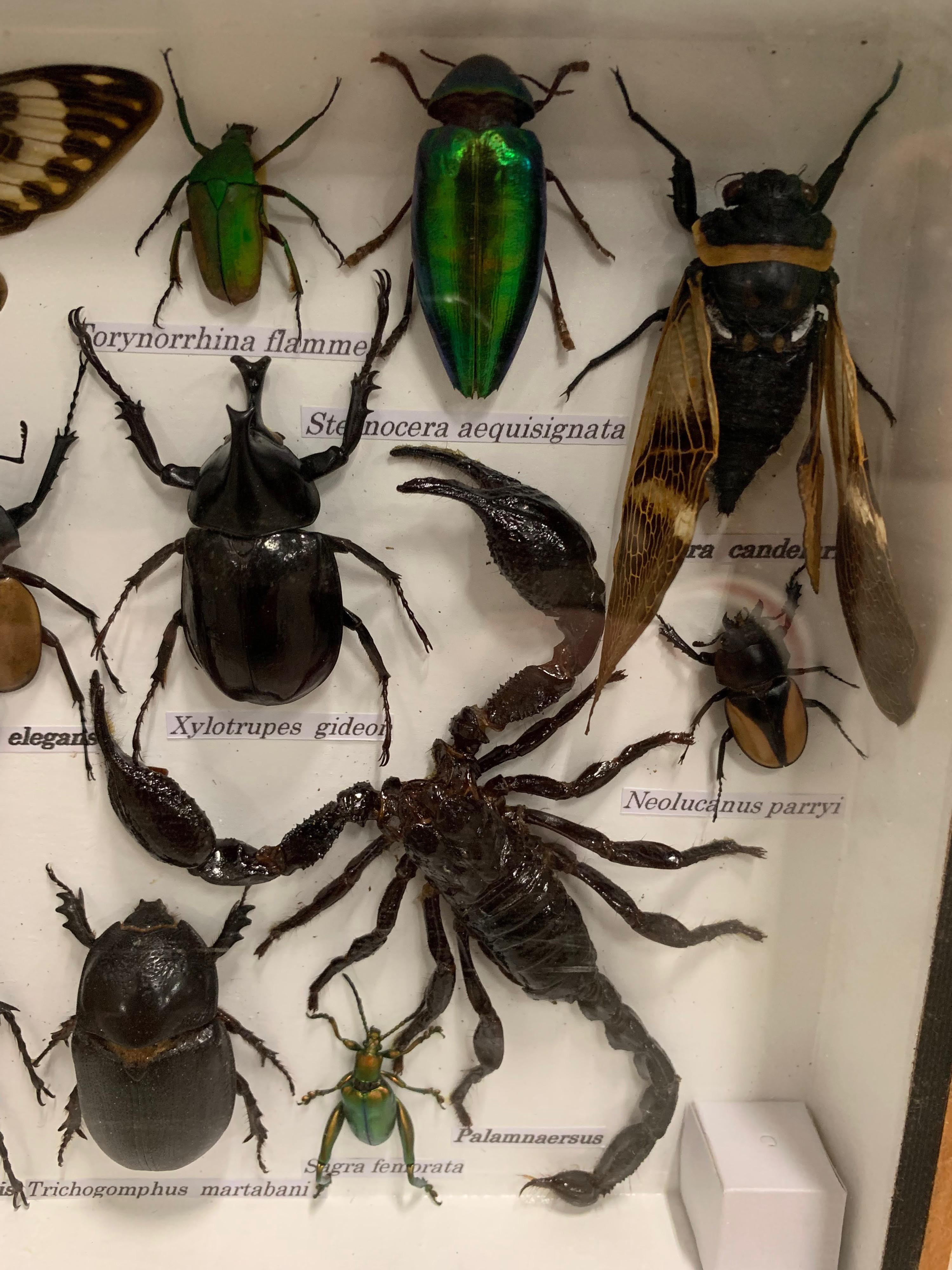 insect collection box