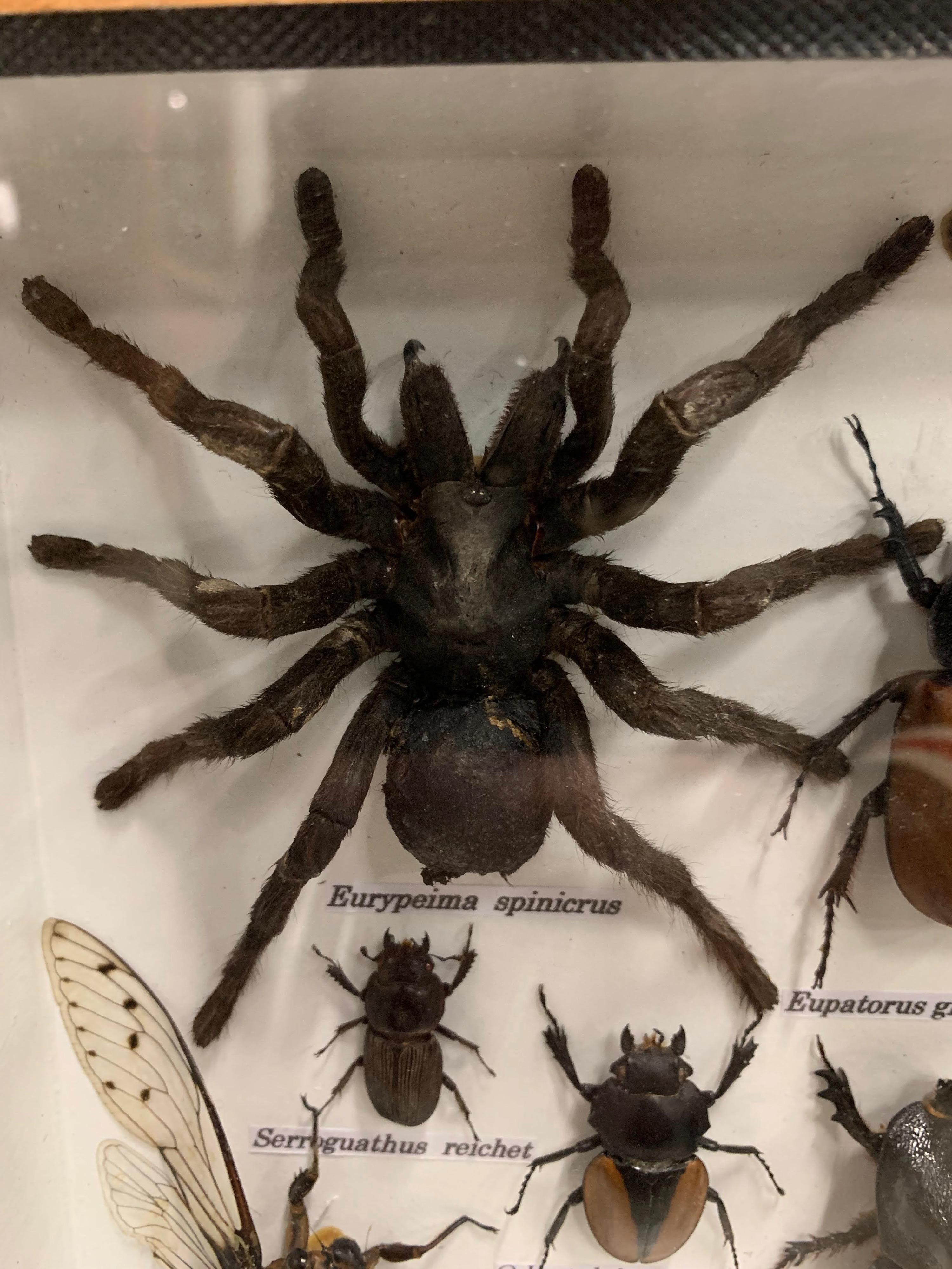 Glass Beautiful Wooden Box or Display Case Full of Exotic Insects, Taxidermy