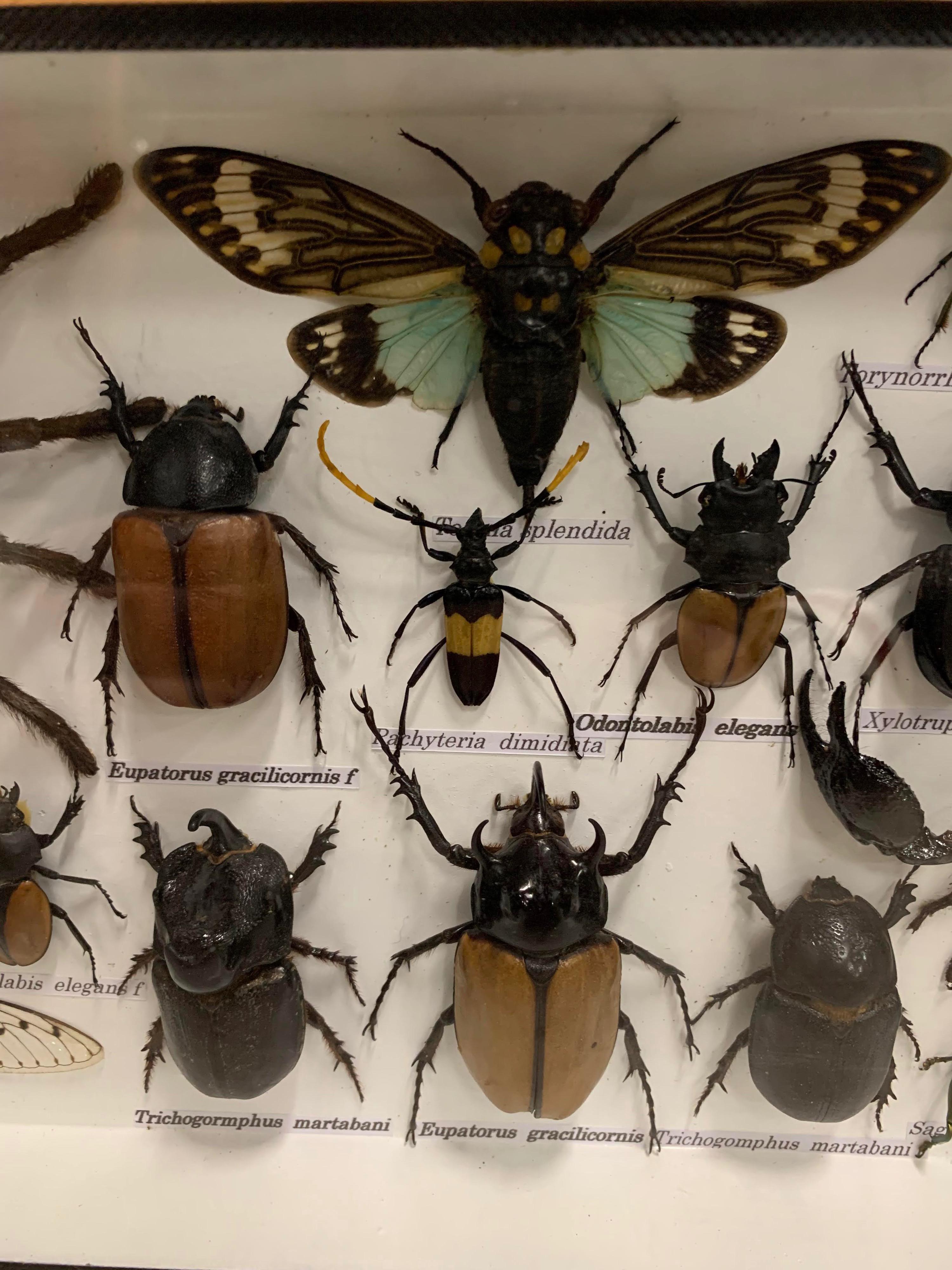 Beautiful Wooden Box or Display Case Full of Exotic Insects, Taxidermy 1