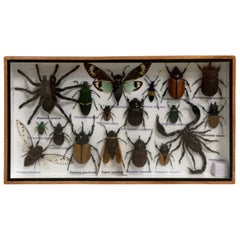 Beautiful Wooden Box or Display Case Full of Exotic Insects, Taxidermy