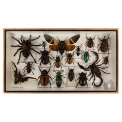 Beautiful Wooden Box or Display Case Full of Exotic Insects, Taxidermy