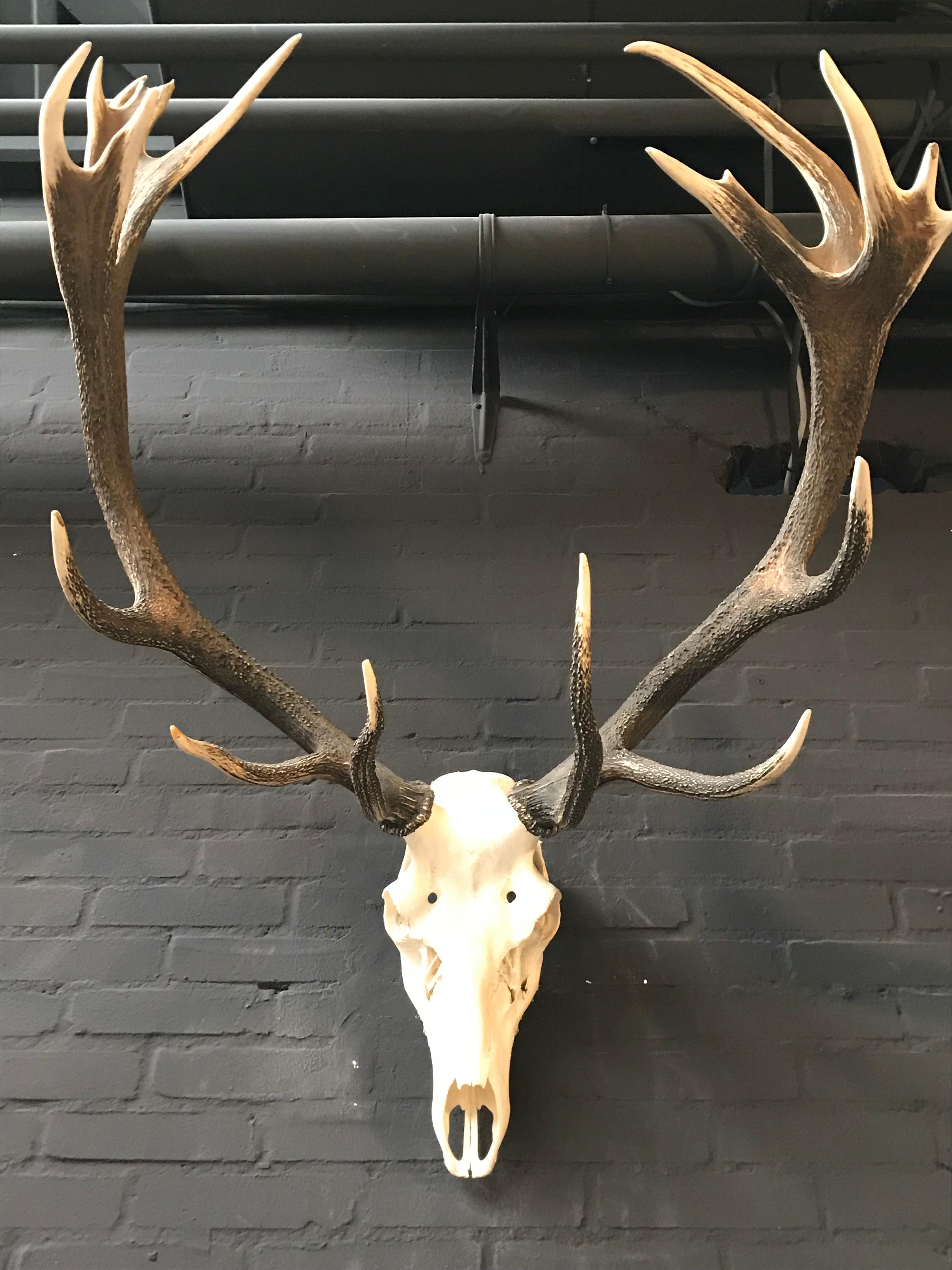 Beautifully shaped antler of a red stag. The antlers have so-called cup crowns which makes it very unique.