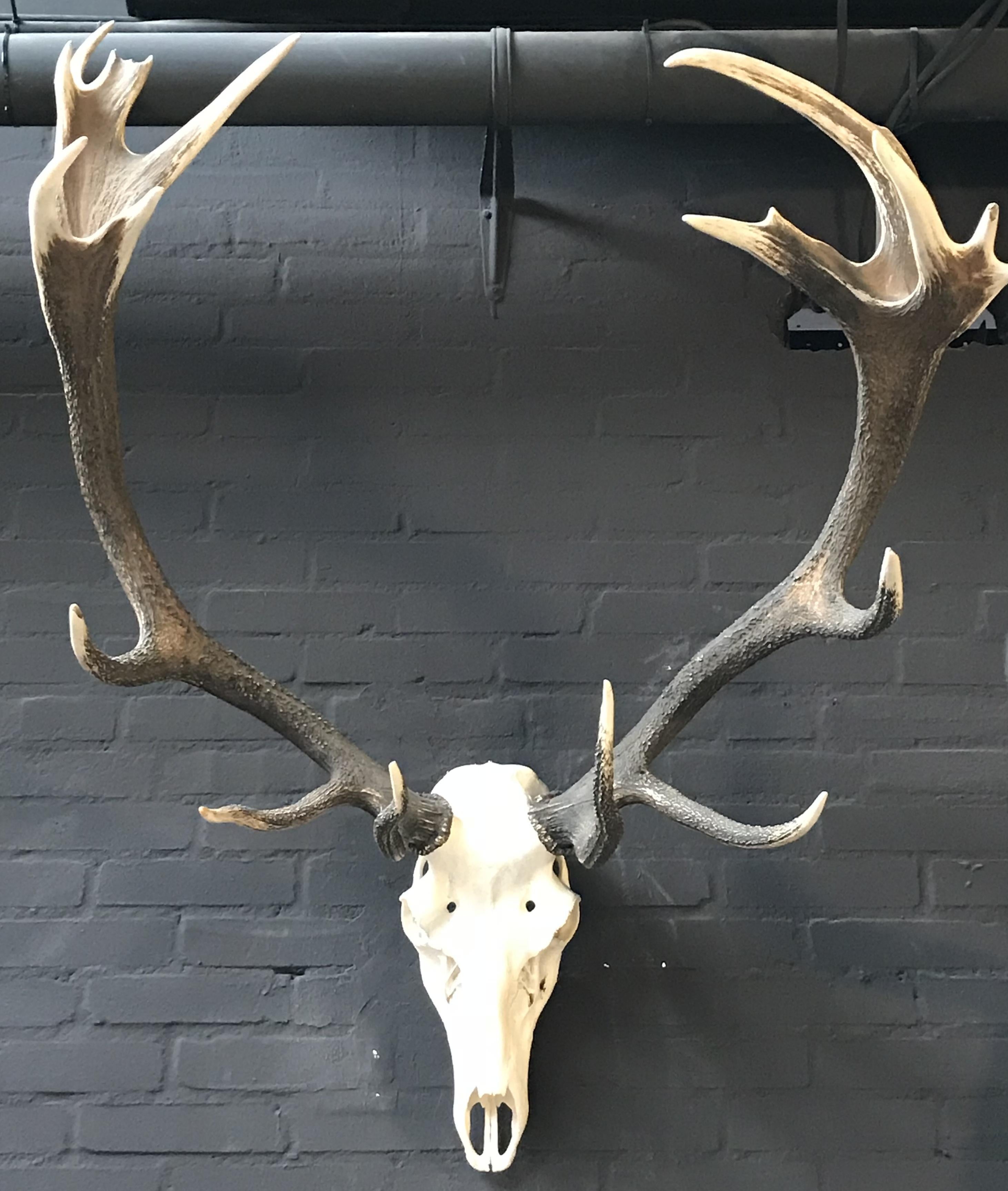 red stag antlers for sale
