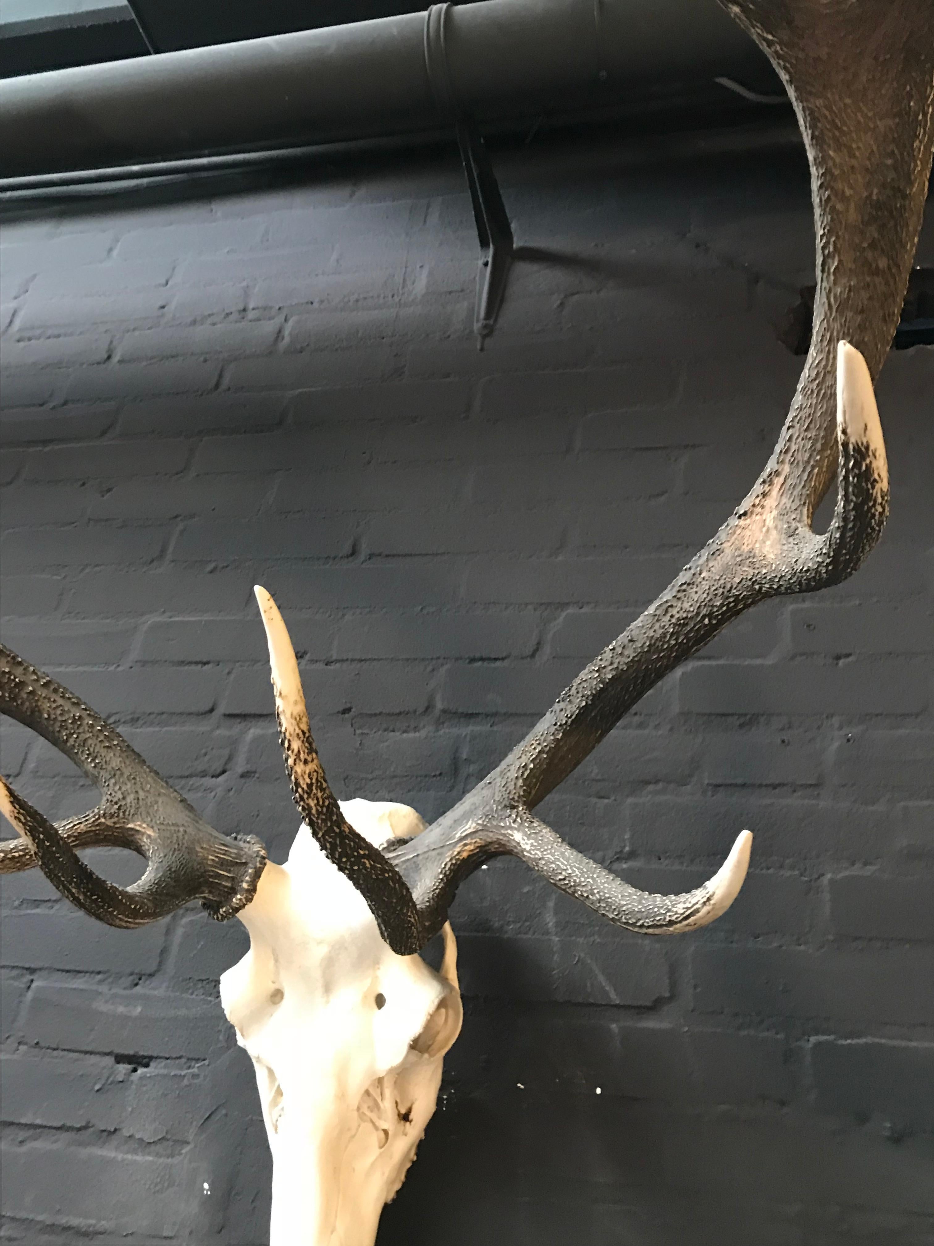 red stag horns