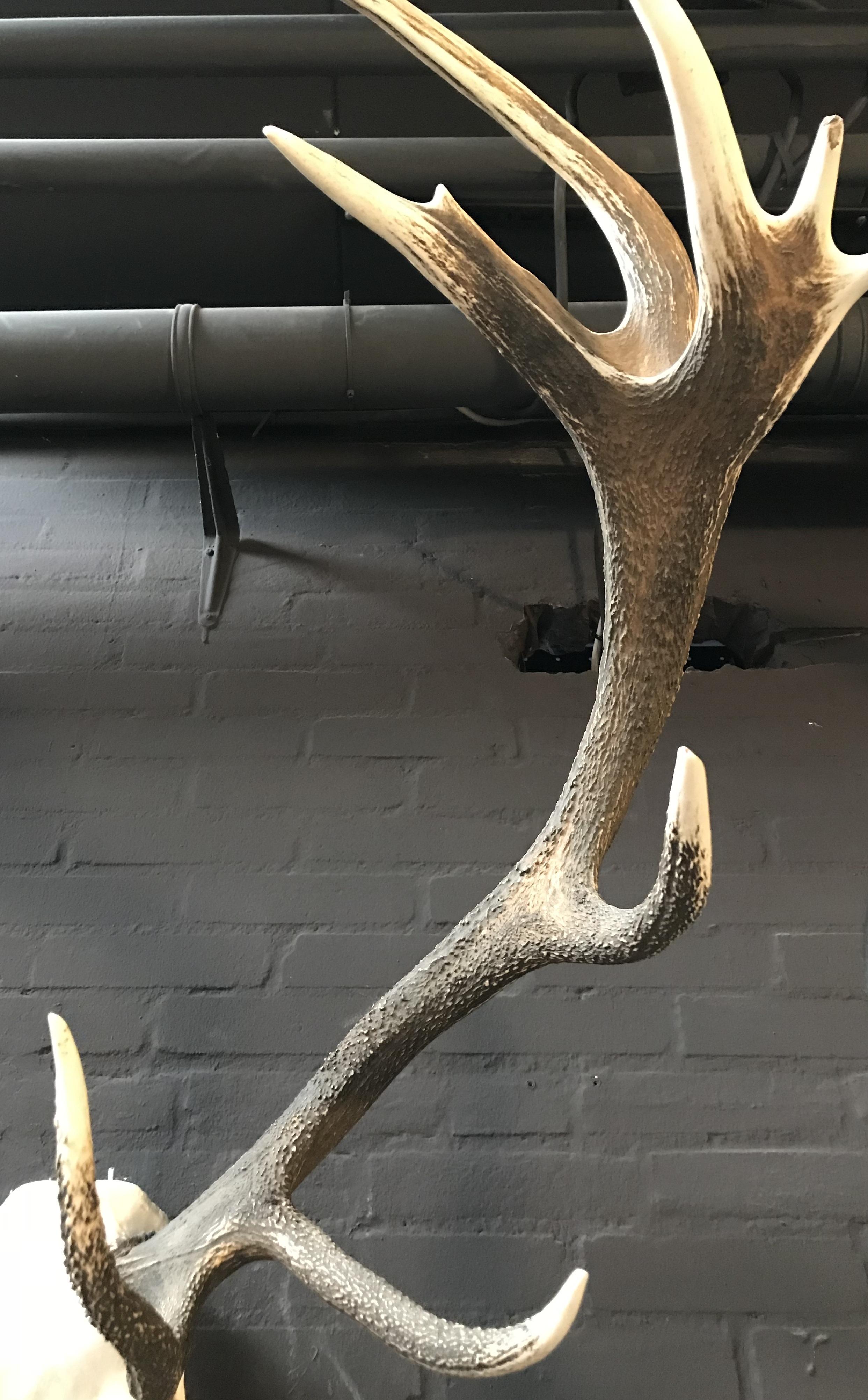 antlers stag