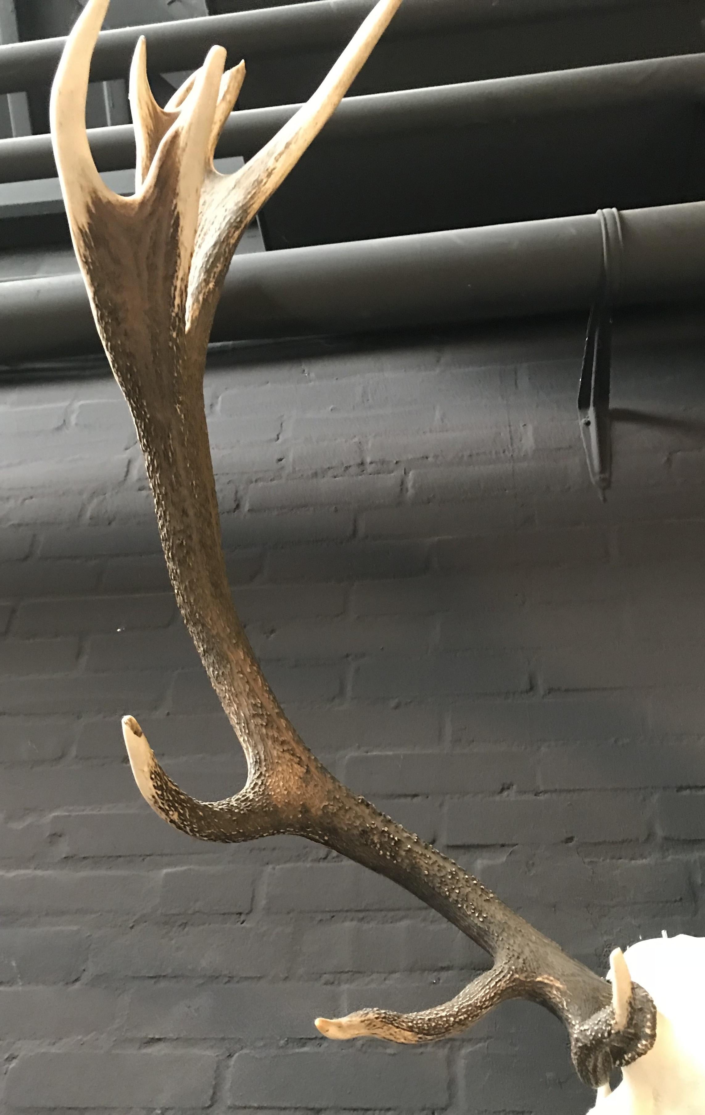 Beautifully Shaped Antler of a Red Stag In Good Condition In Eindhoven, NL