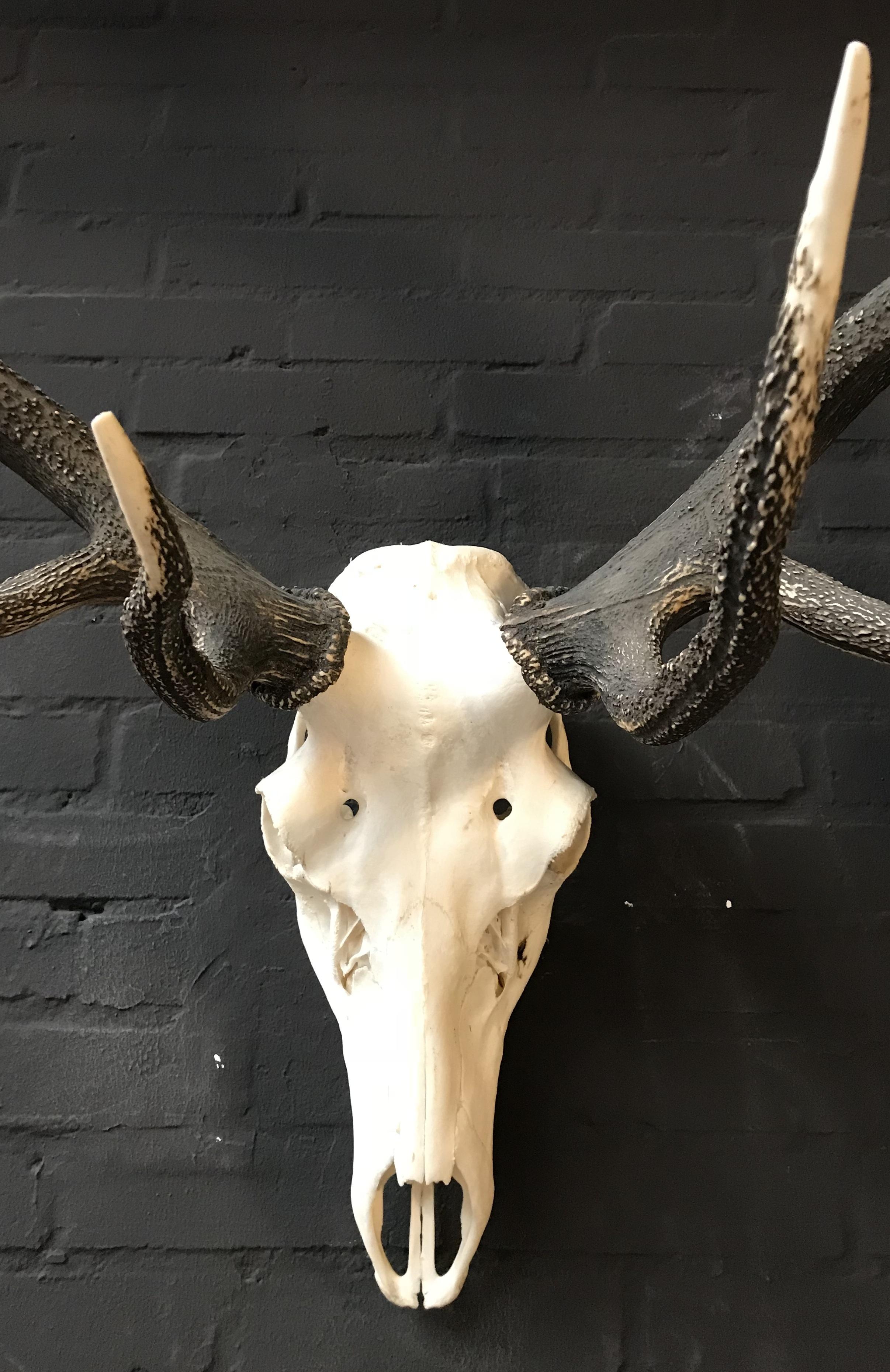 Contemporary Beautifully Shaped Antler of a Red Stag