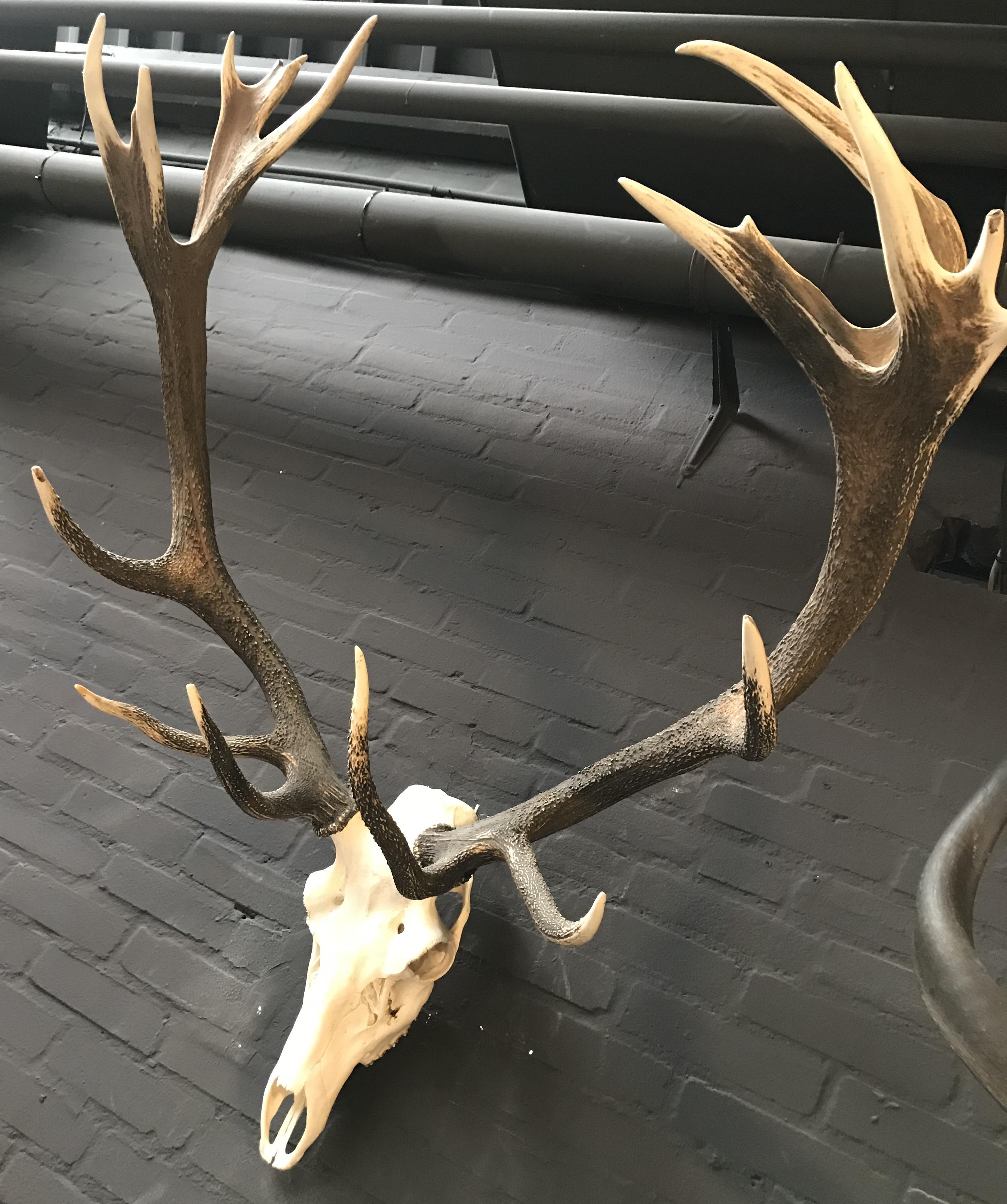 Beautifully Shaped Antler of a Red Stag 1