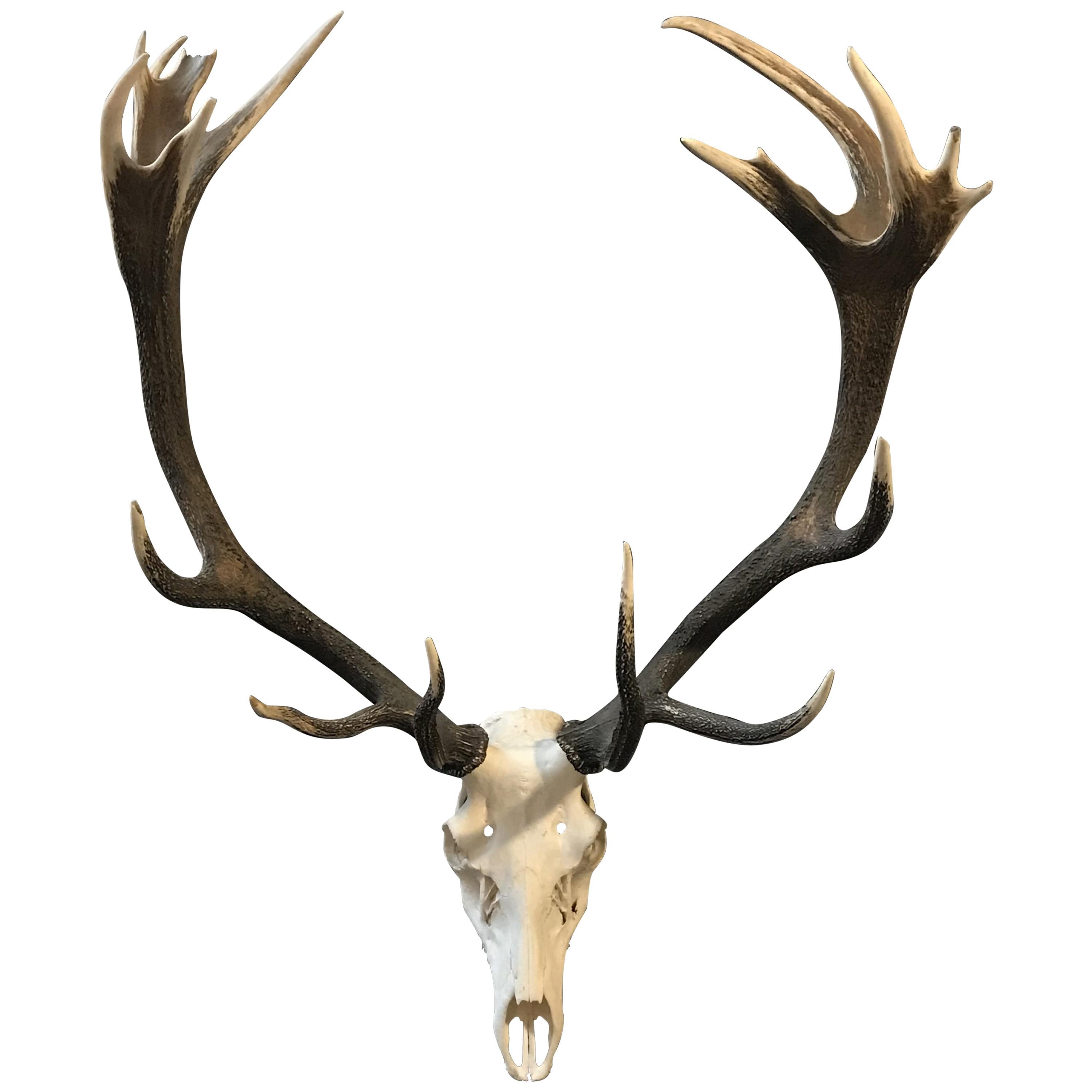 Beautifully Shaped Antler of a Red Stag at 1stDibs red stag antlers