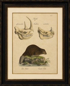 Études sur les crânes de castor et de rhinocéros d'Afrique et d'Asie, Brodtmann, 1816