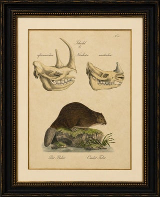 Beaver and African & Asian Rhinoceros Skull Studies, Brodtmann, 1816, view 2