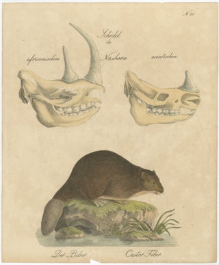 Beaver and African & Asian Rhinoceros Skull Studies, Brodtmann, 1816, view 3