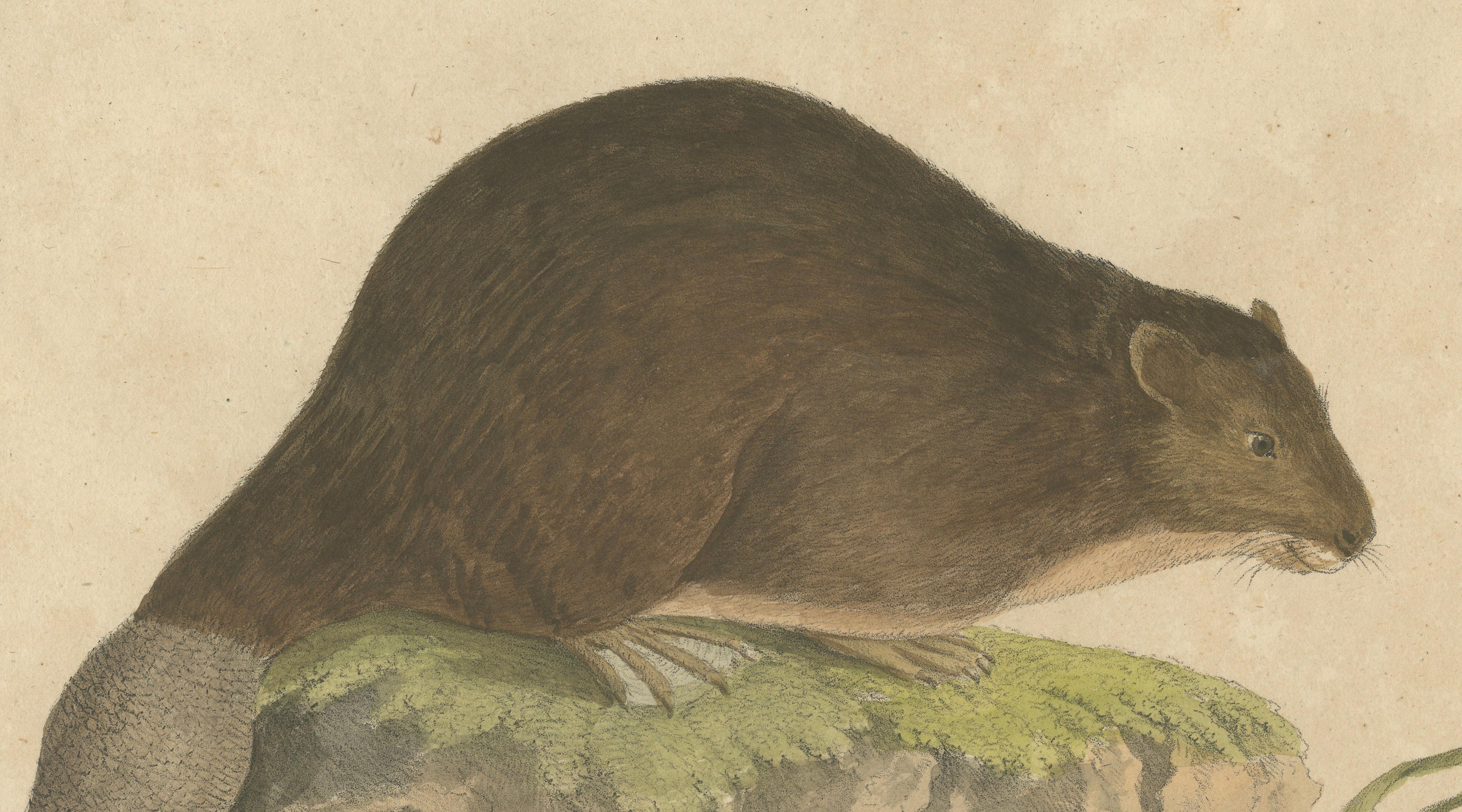 Beaver and African & Asian Rhinoceros Skull Studies, Brodtmann, 1816
