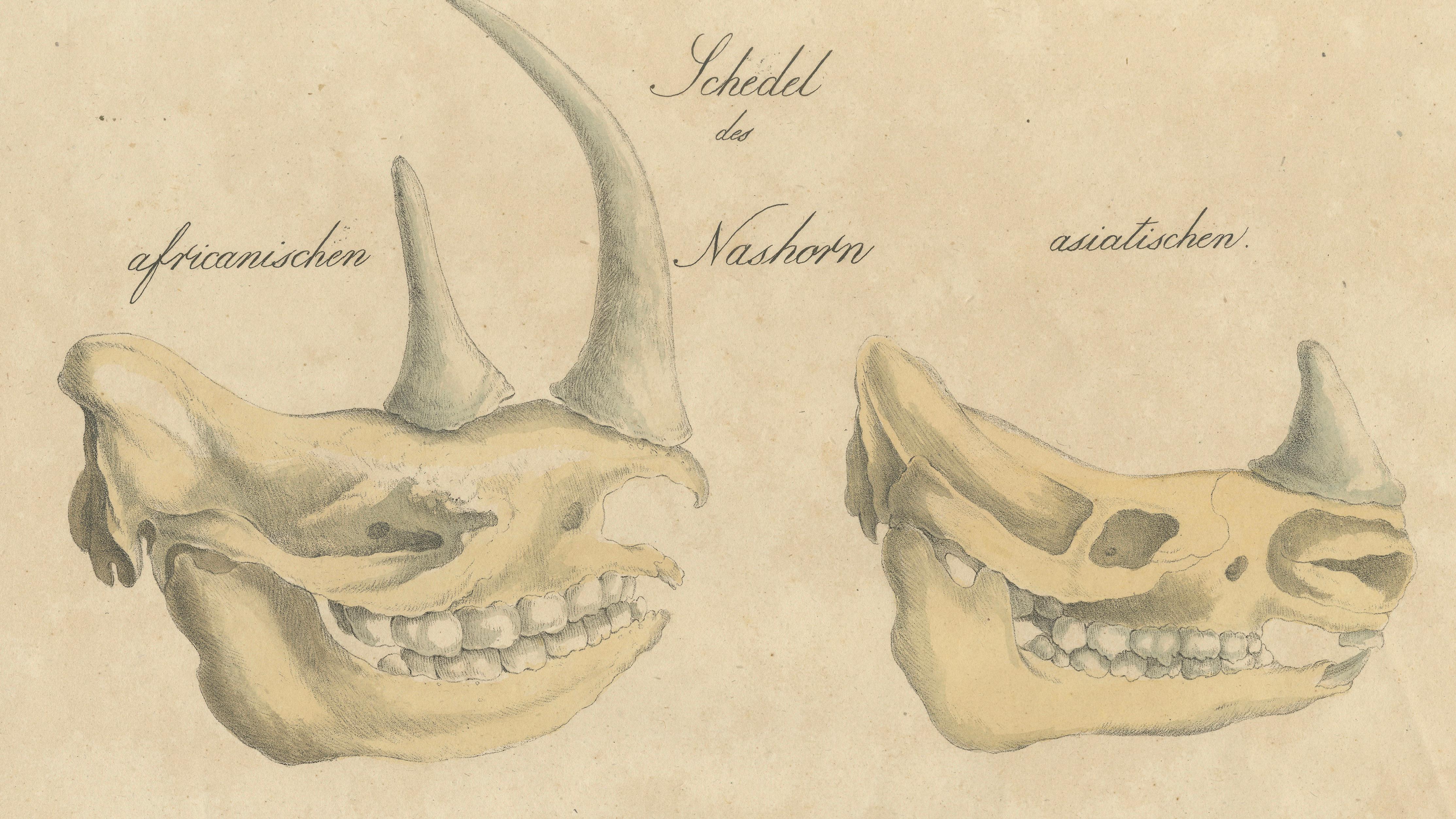 Beaver and African & Asian Rhinoceros Skull Studies, Brodtmann, 1816
