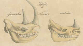 Beaver and African & Asian Rhinoceros Skull Studies, Brodtmann, 1816, view 5