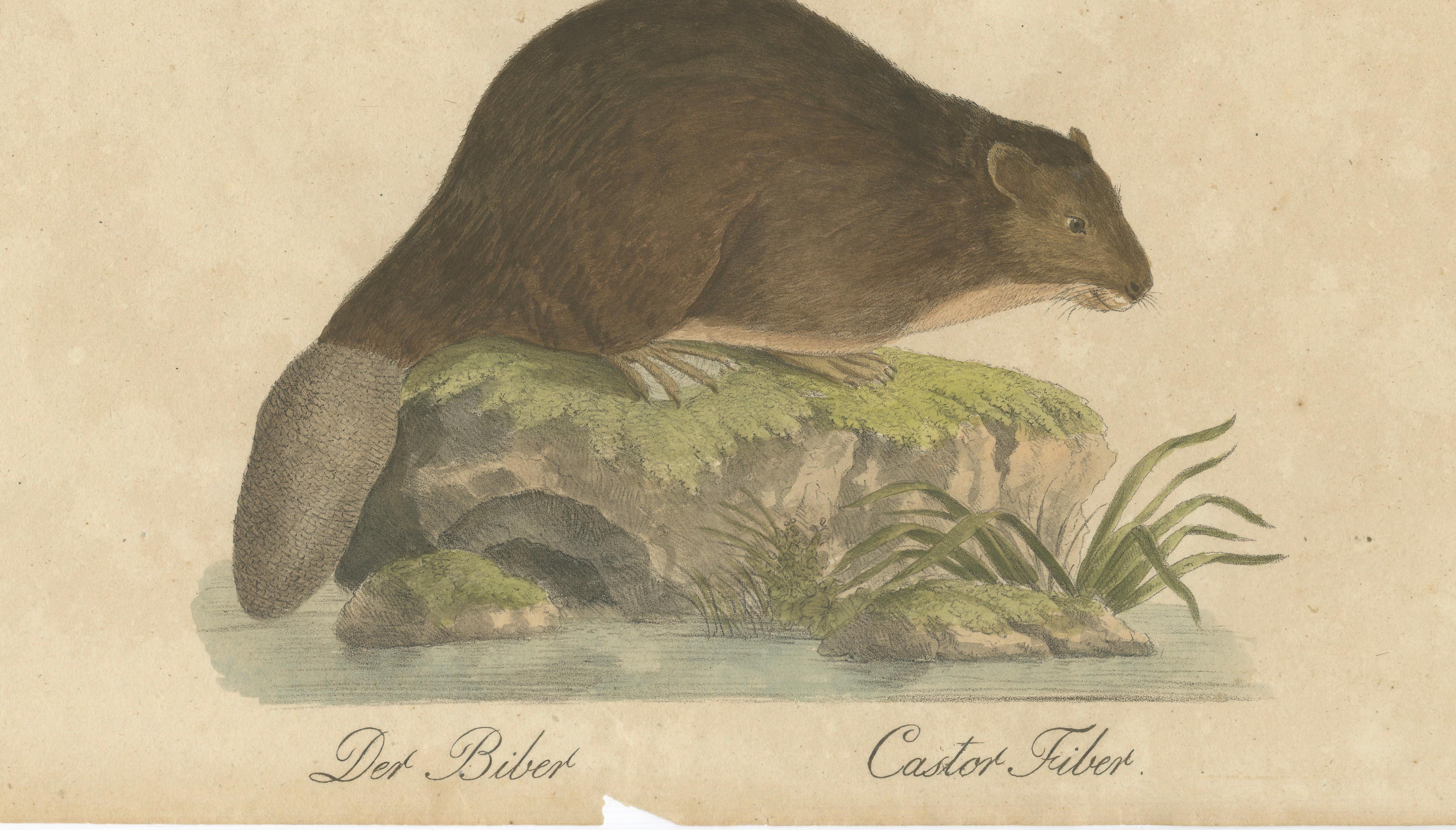 Beaver and African & Asian Rhinoceros Skull Studies, Brodtmann, 1816