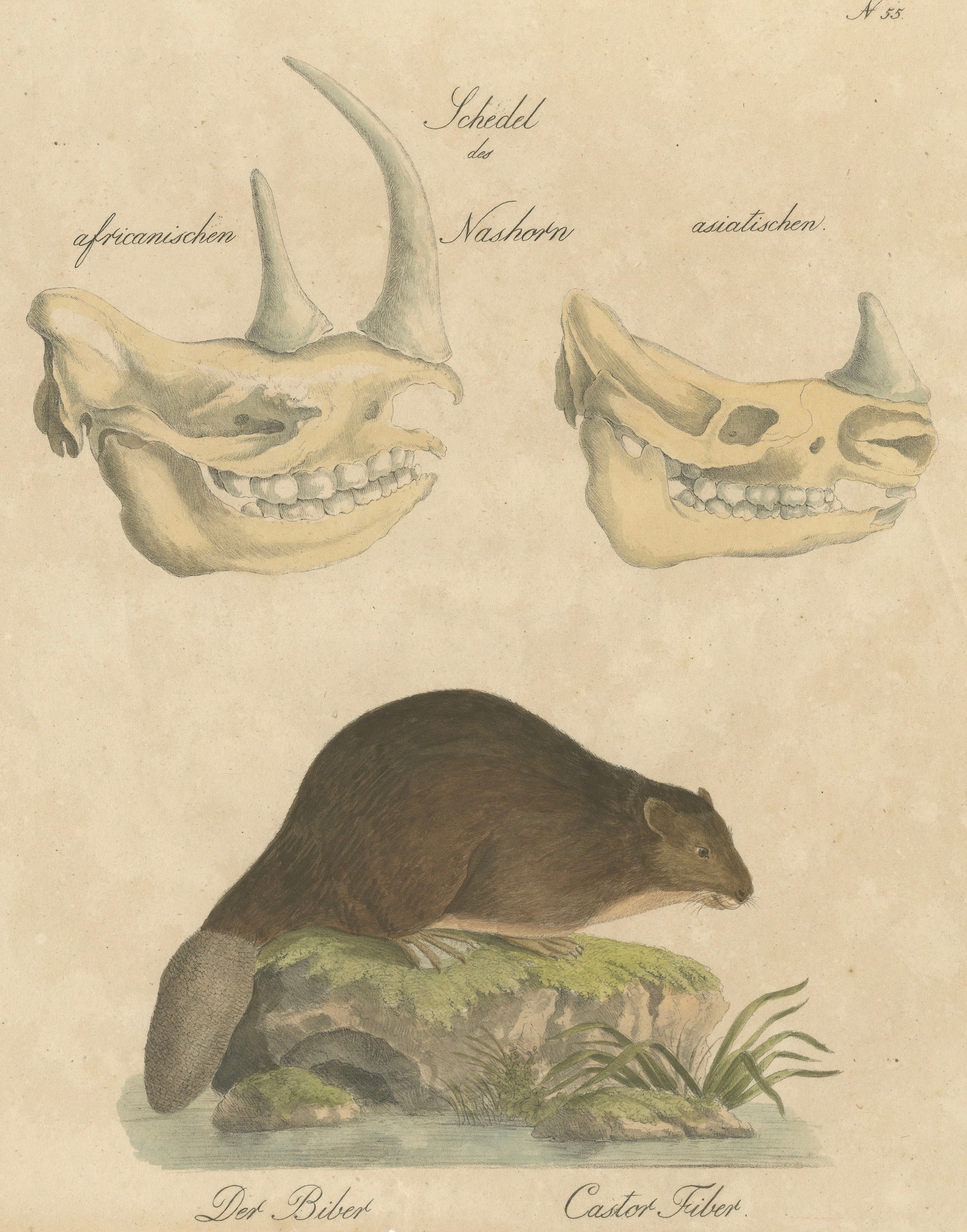Beaver and African & Asian Rhinoceros Skull Studies, Brodtmann, 1816 For Sale