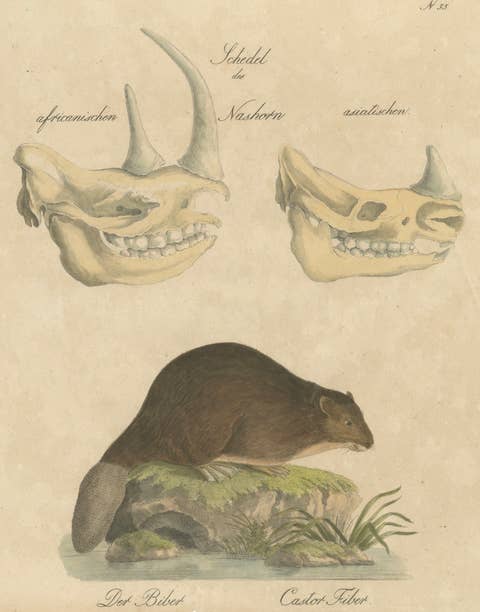 Beaver and African & Asian Rhinoceros Skull Studies, Brodtmann, 1816