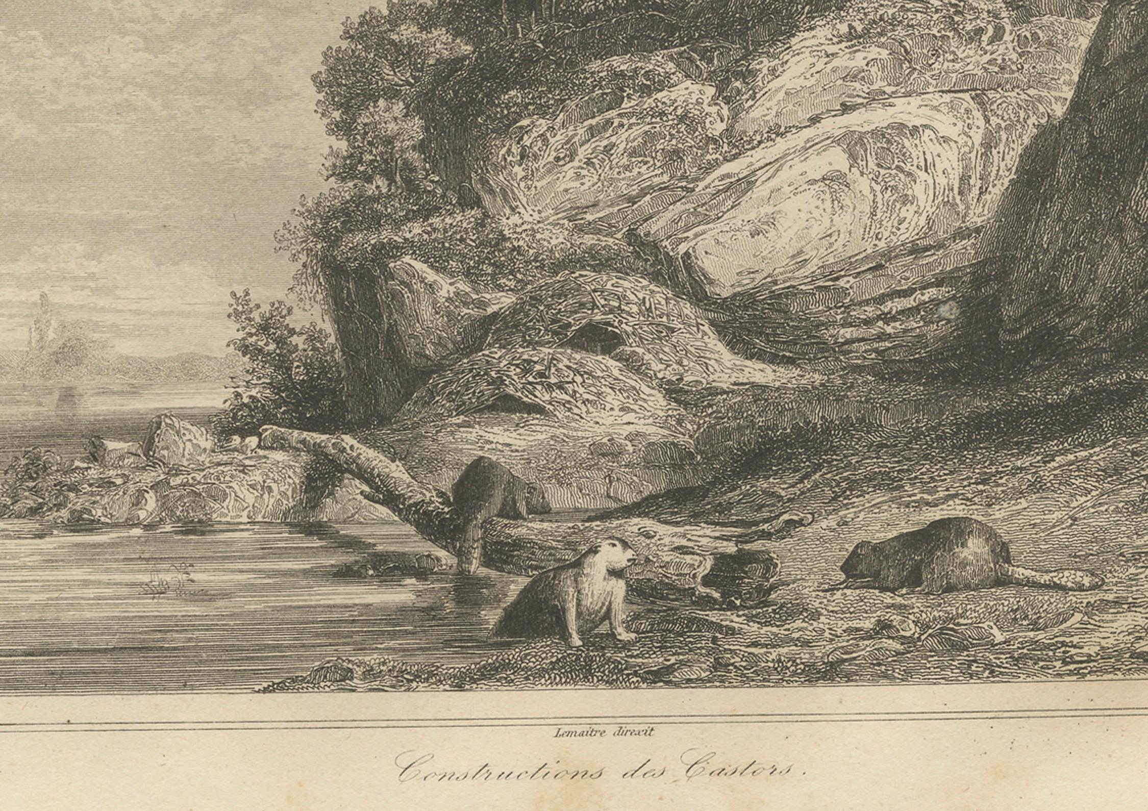 Presas de castores en una costa rocosa - Grabado sobre la fauna canadiense del siglo XIX Francés en venta
