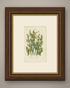 Bee Orchid and Lady's Slipper, Antique British Orchid Plate, circa 1873