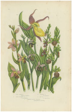 Bee Orchid and Lady's Slipper, Antique British Orchid Plate, circa 1873