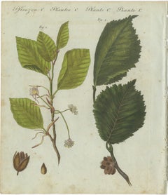 feuilles, fleurs et scintillements de hêtre et d'orme : une étonnante gravure botanique de 1805