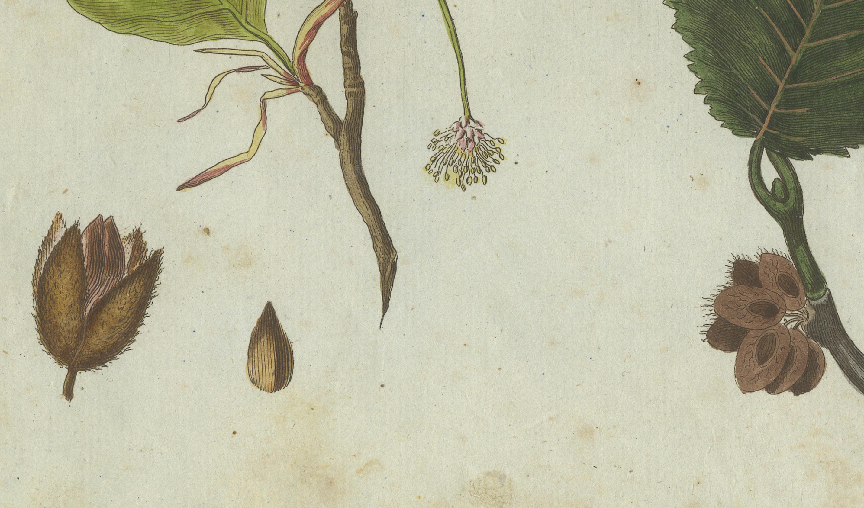 Buchen- und Ulmenblätter, Blumen und Übertöpfe: Eine atemberaubende botanische Gravur aus dem Jahr 1805 (Graviert) im Angebot