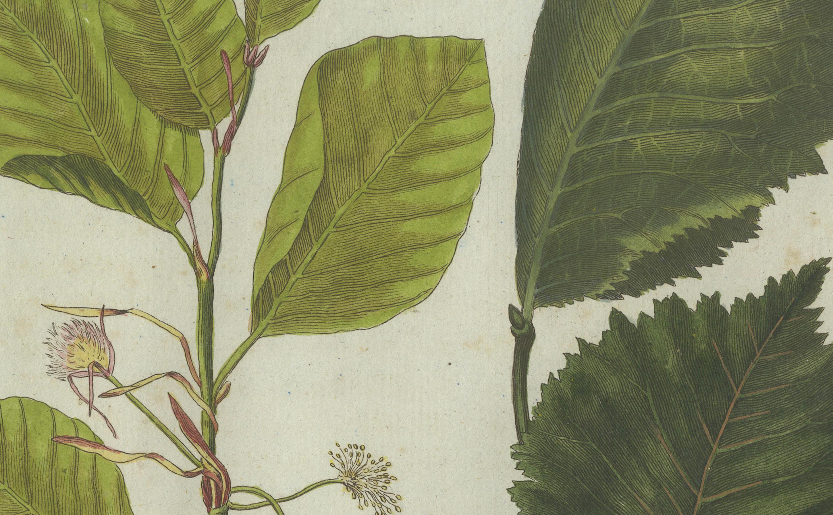 Buchen- und Ulmenblätter, Blumen und Übertöpfe: Eine atemberaubende botanische Gravur aus dem Jahr 1805 im Zustand „Gut“ im Angebot in Langweer, NL