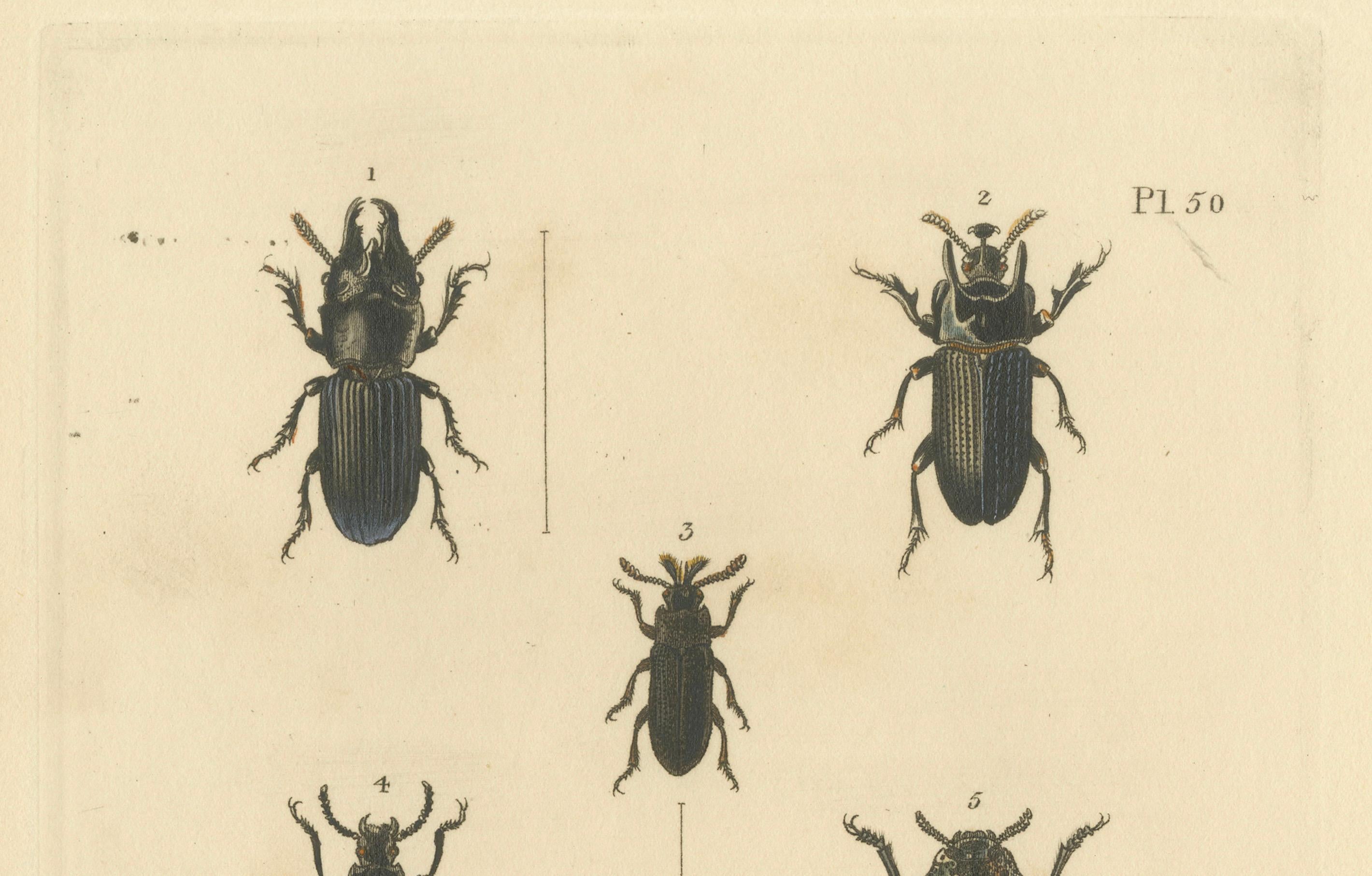 Beetles of the Early 19th Century: A Cuvier Collection from 'The Animal Kingdom' In Good Condition For Sale In Langweer, NL